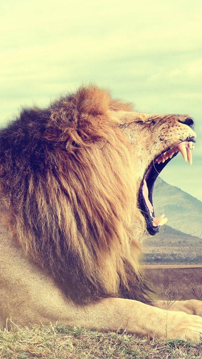 675x1200 everpix this strong wallpaper with a lion for your device! Free at the Everpix app! #lion #ios103 #iPhone8 #desert #fury #strong #animals #cats