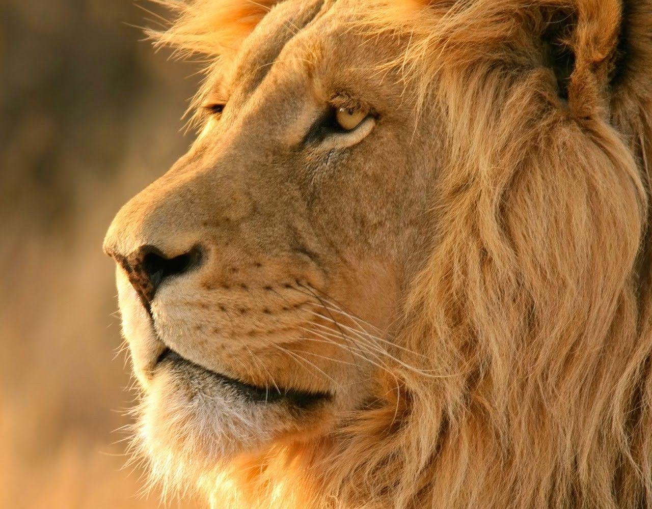 1280x1000 African Lion Safari Wallpaper Lion Downloads