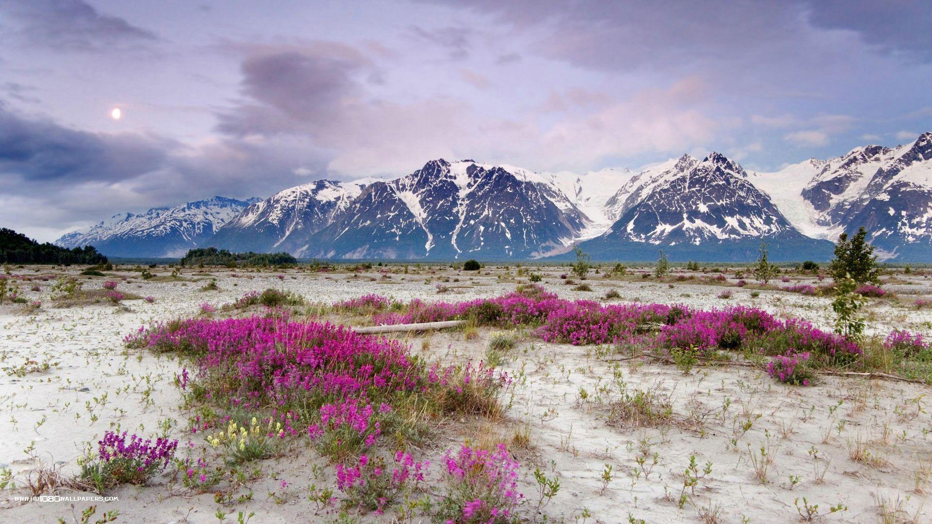 1920x1080 Awesome Wildflower Wallpaper