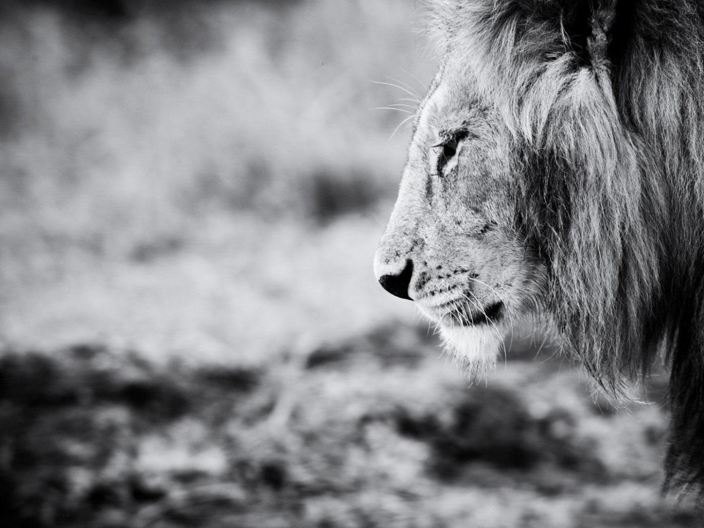 1400x1050 Black and White Lion Wallpaper HD HD Wallpaper for Laptops and Smartphones