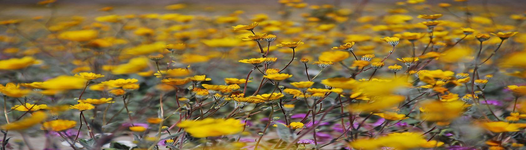 1680x480 Desert Wildflowers • Image • WallpaperFusion by Binary Fortress Software