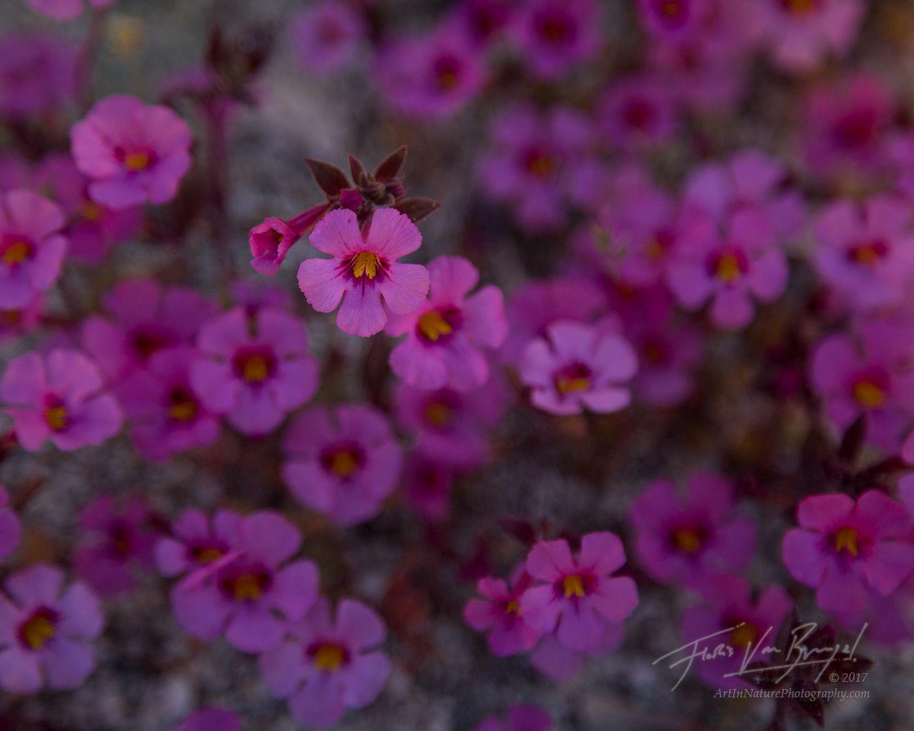 1280x1024 Art In Nature : Desert Springshine Anza Borrego Wildflowers