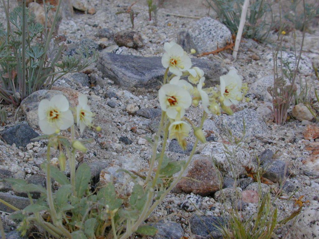 1024x768 Anza Borrego Desert Wildflowers. Total Escape Outside