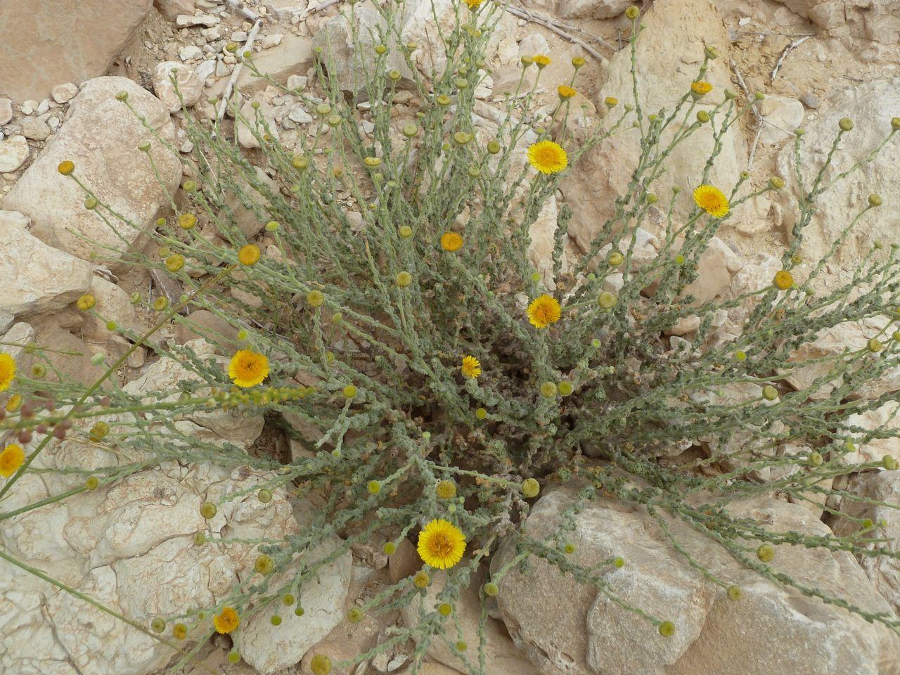 1280x960 Desert Wildflowers