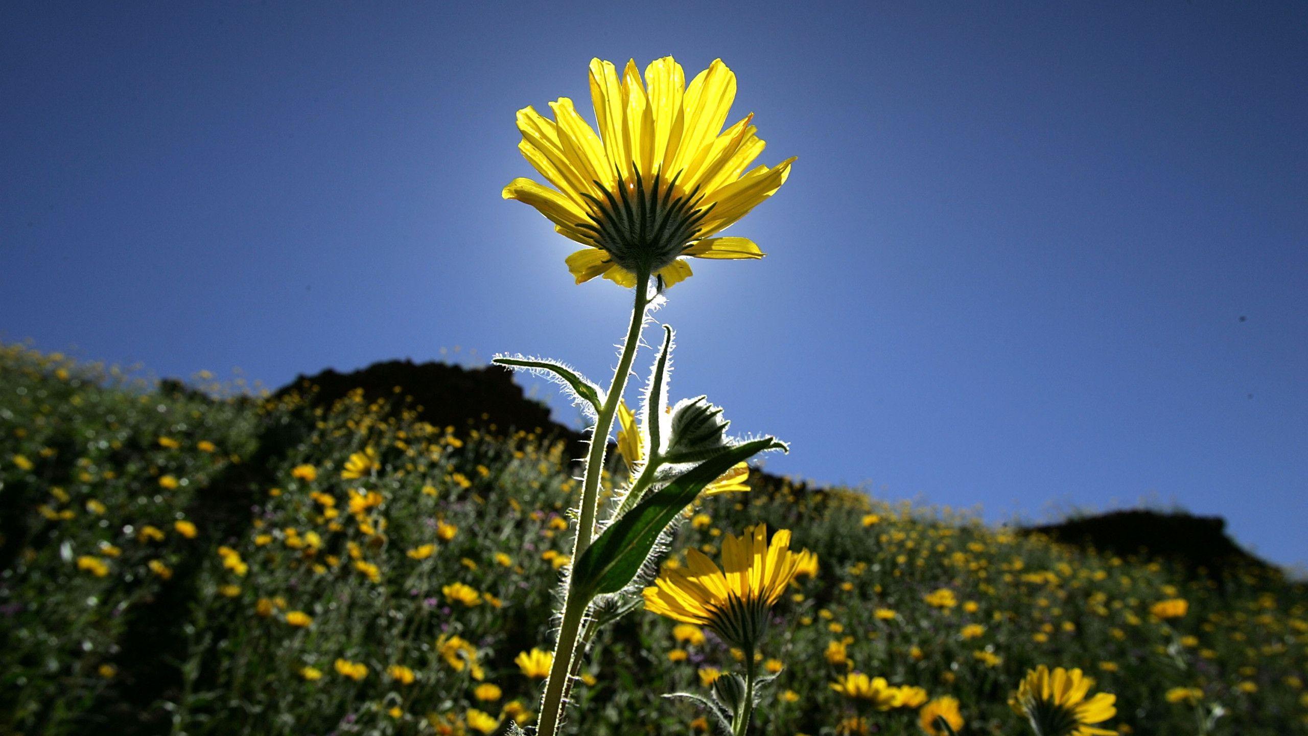 2560x1440 Rare 'super bloom' carpets Death Valley with wildflowers. FOX 5 San Diego
