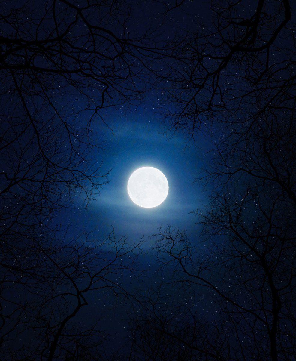 986x1200 HD Wallpaper By: Aron Visuals #DownloadTheApp #moon #fullmoon #trees #silhouette #blue #photooftheday #beautiful #amazing #awesome #HDWallpaper #wallpaper #Download