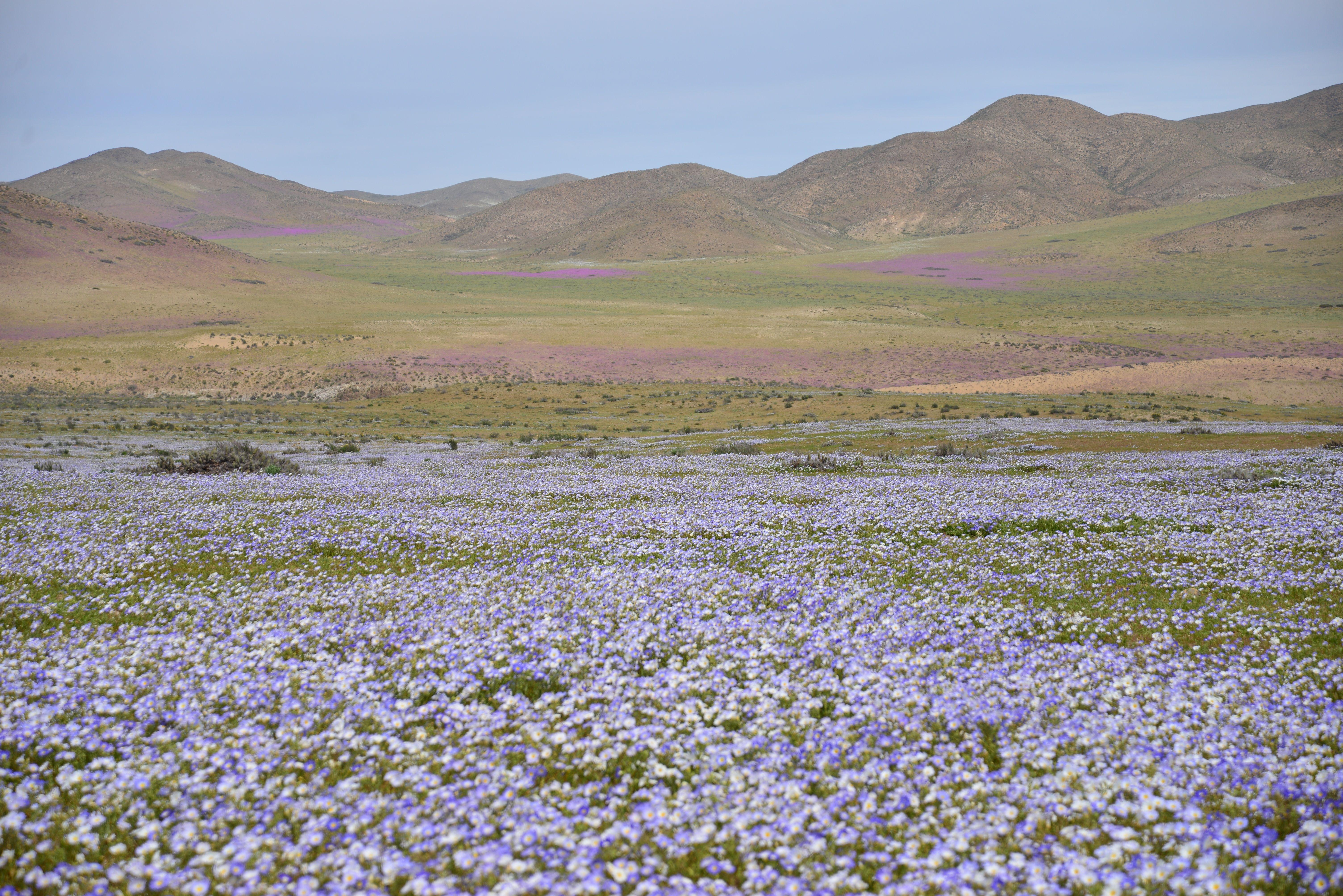 6016x4016 Free Image : landscape, nature, wilderness, mountain, field, meadow, prairie, purple, pasture, flora, plain, white flower, wildflower, flowers, hills, grassland, plateau, wallpaper, bluebonnet, habitat, ecosystem, tundra, lupin, steppe, violet flower