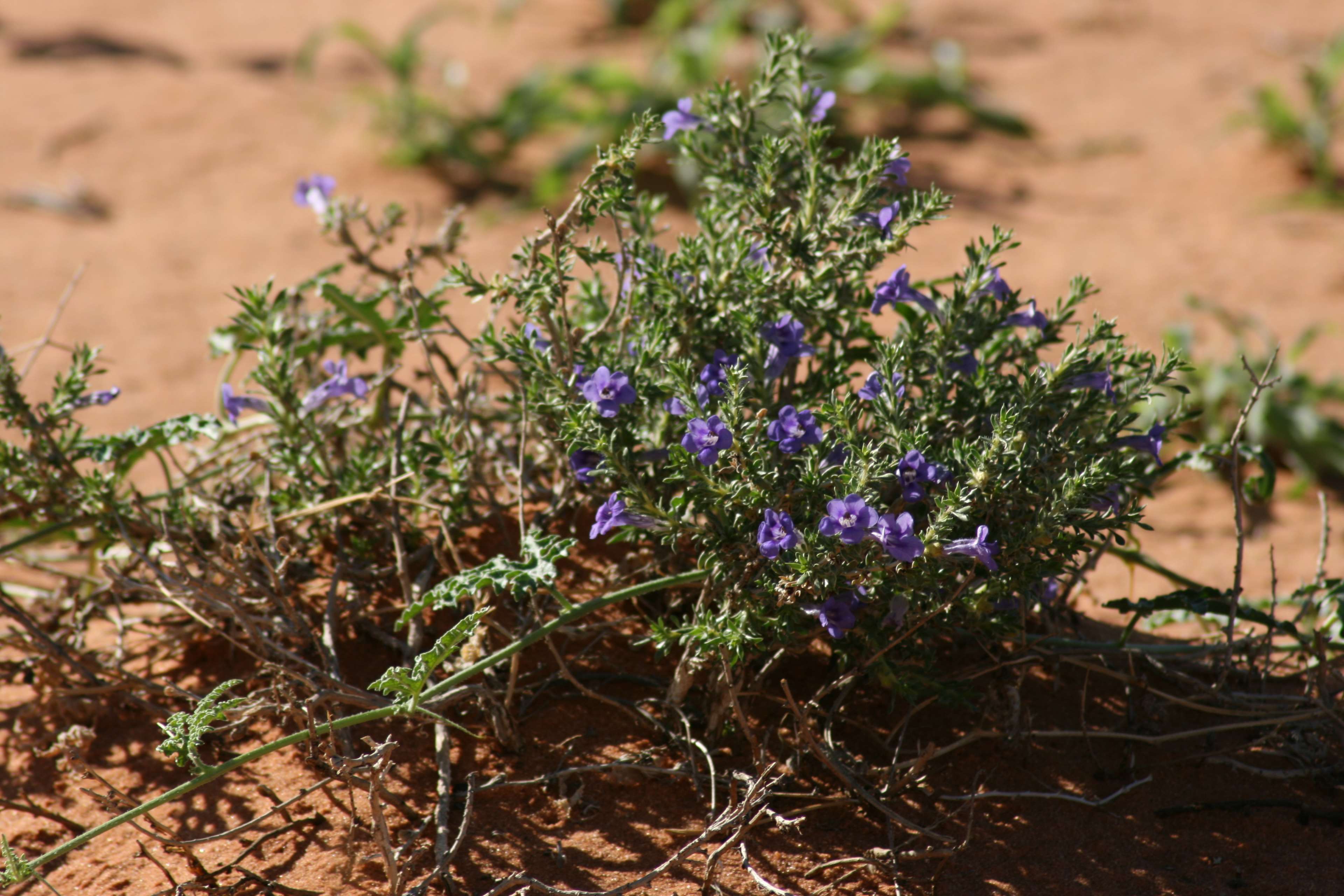 3840x2560 blue, desert, flowers, grow, wild flowers 4k wallpaper