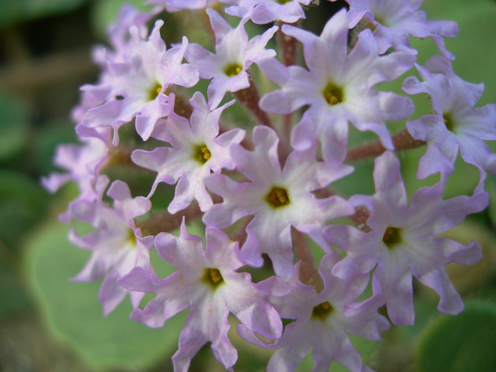 1600x1200 Desert Wildflowers Begin to Bloom