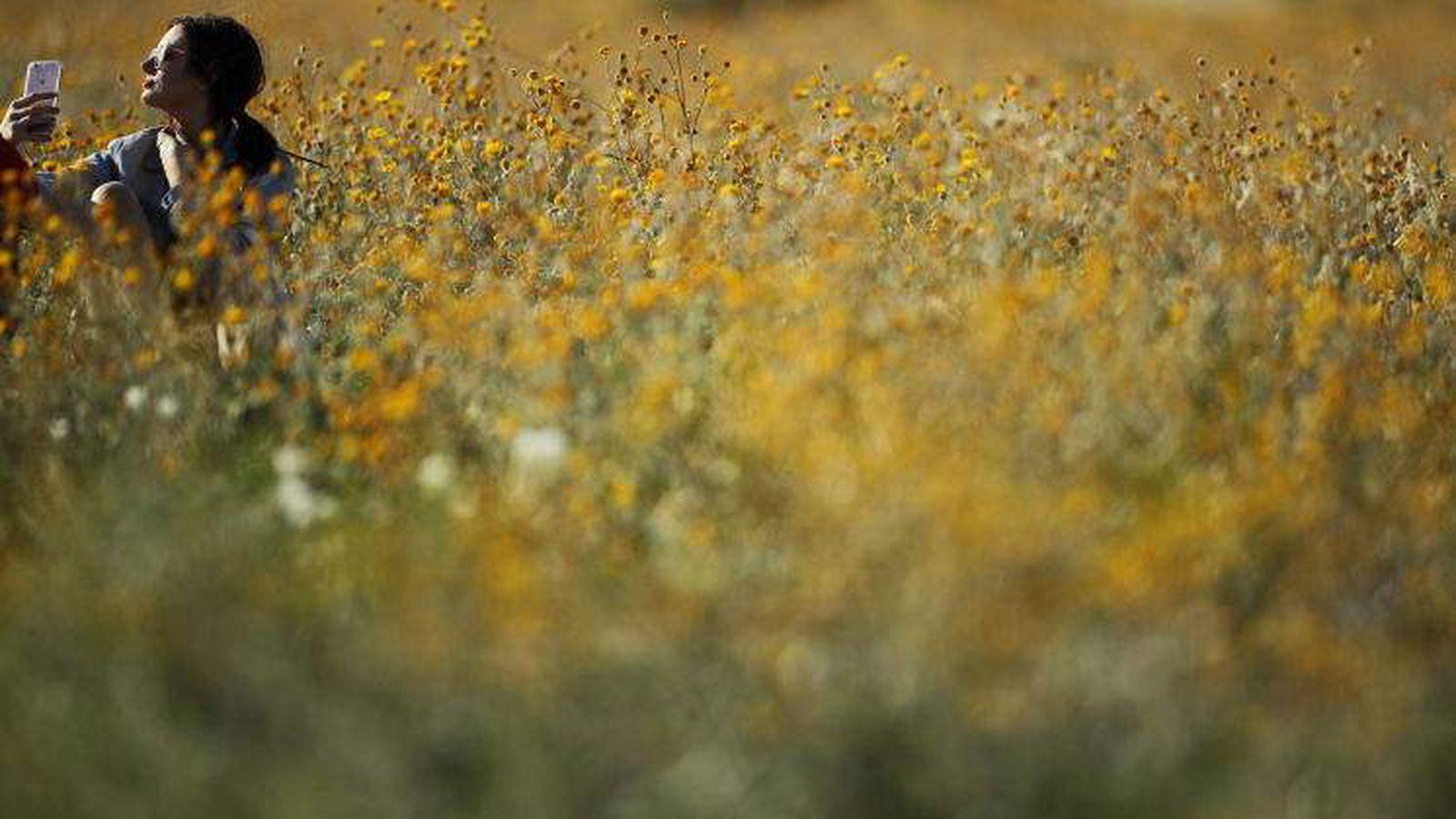 1600x900 All Eyes gallery: Wildflowers, dormant for years, explode into color across California