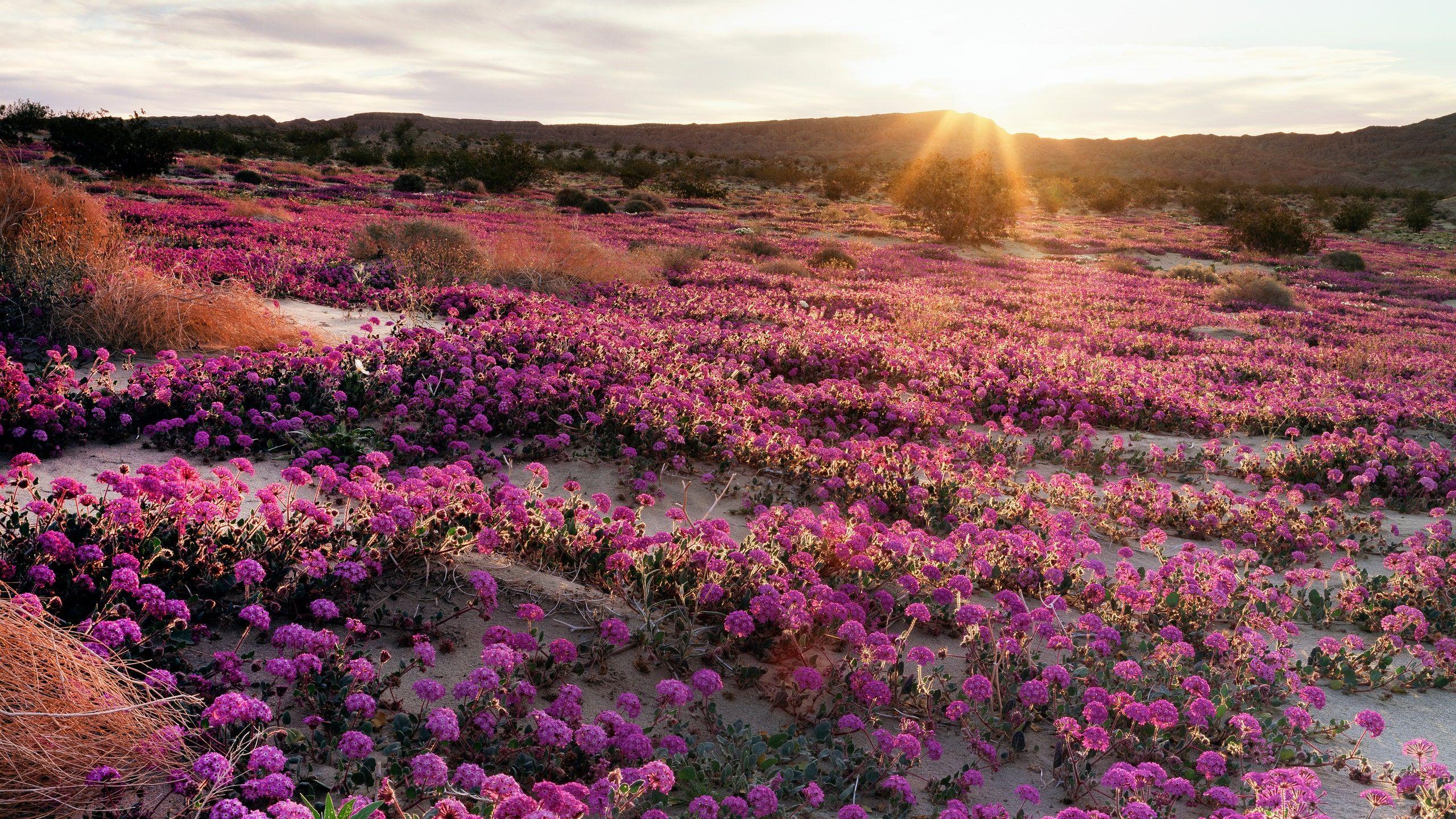 2560x1440 Start Booking a Trip to See California Wildflowers Now. Condé Nast Traveler
