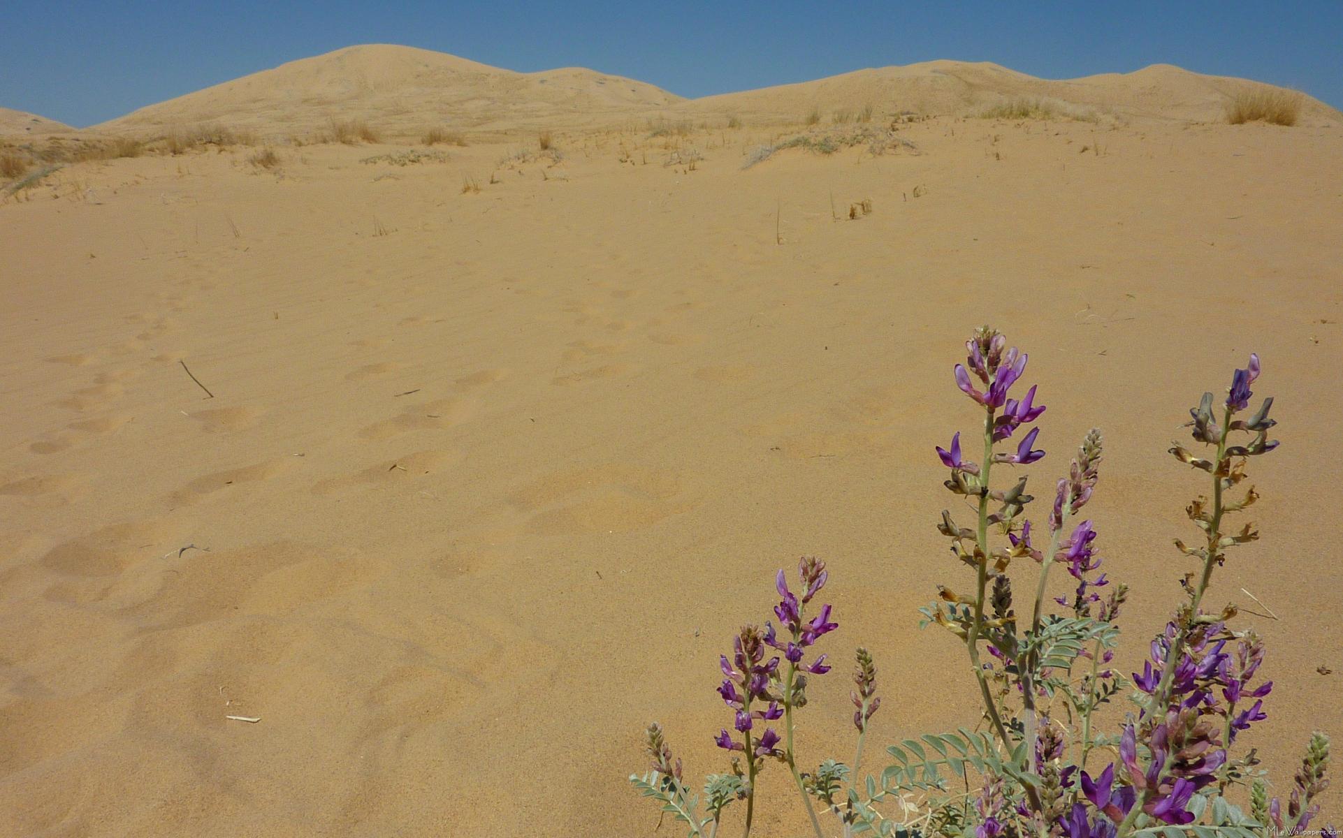 1922x1200 MLeWallpaper.com Indigo Bush and Kelso Dunes