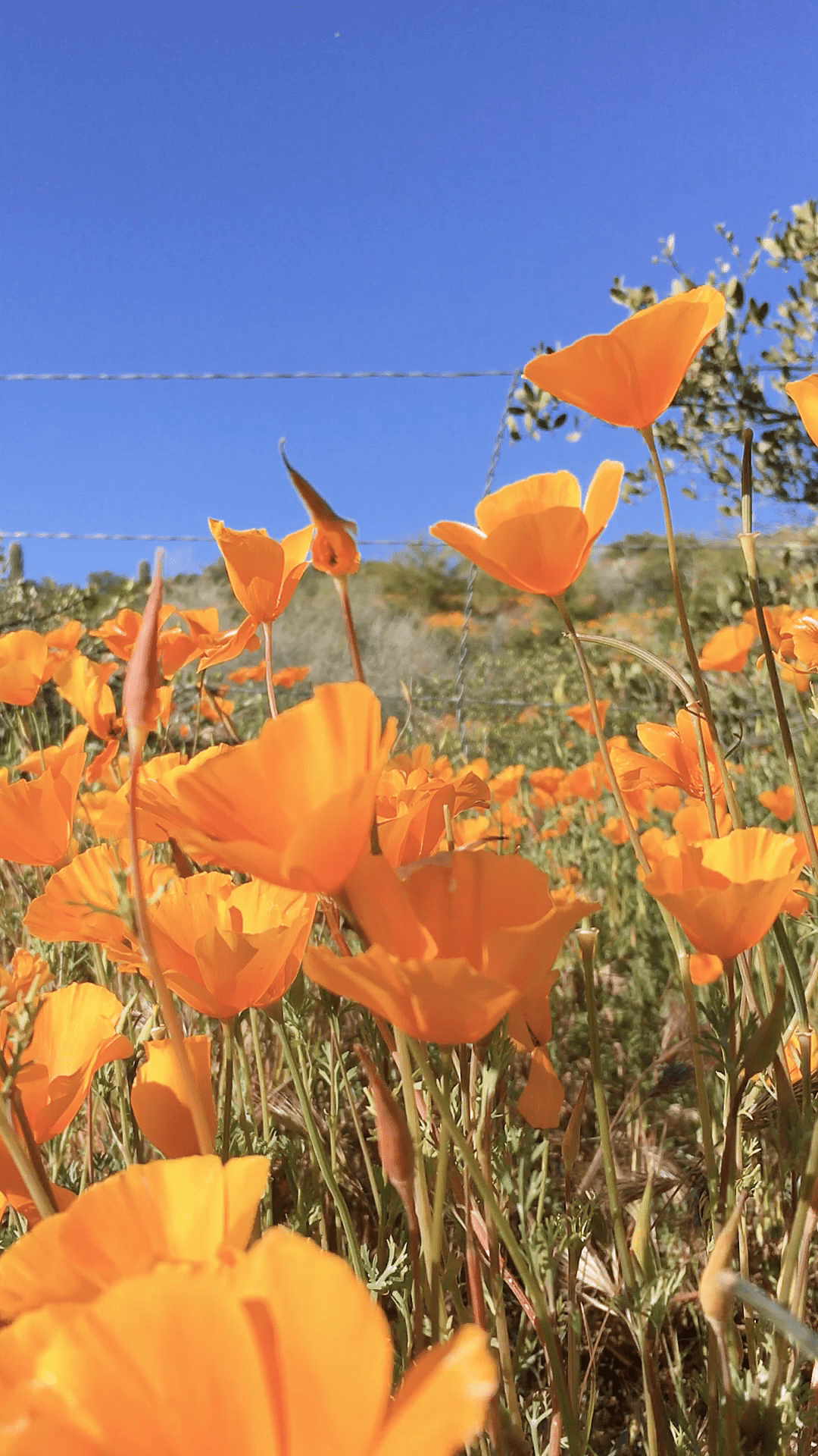 1080x1920 Video of Desert wildflowers blooming near Bartlett Lake, AZ#bartlett #blooming #desert #lake #video #wildflowers. Arizona wildflowers, Bartlett lake, Wild flowers