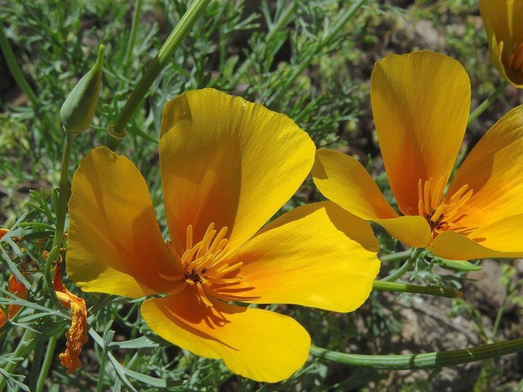 1024x768 Desert Bouquet. What I Saw