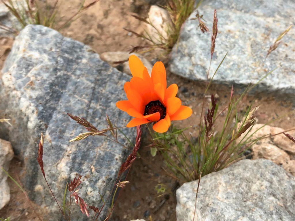 1024x768 Where to Look for Desert Wildflowers in North Phoenix
