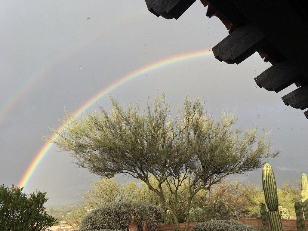 1024x768 The Blessing of Desert Rain. A visit to a beloved high school. by Michelle Berry Lane. Weeds & Wildflowers. Feb, 2021