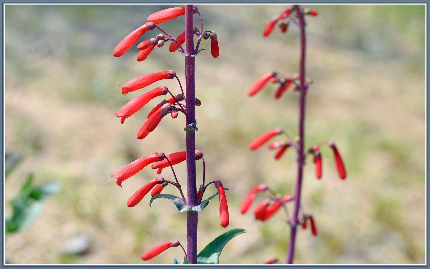 1680x1050 Desert Wildflowers Scarlet Bugler.jpeg
