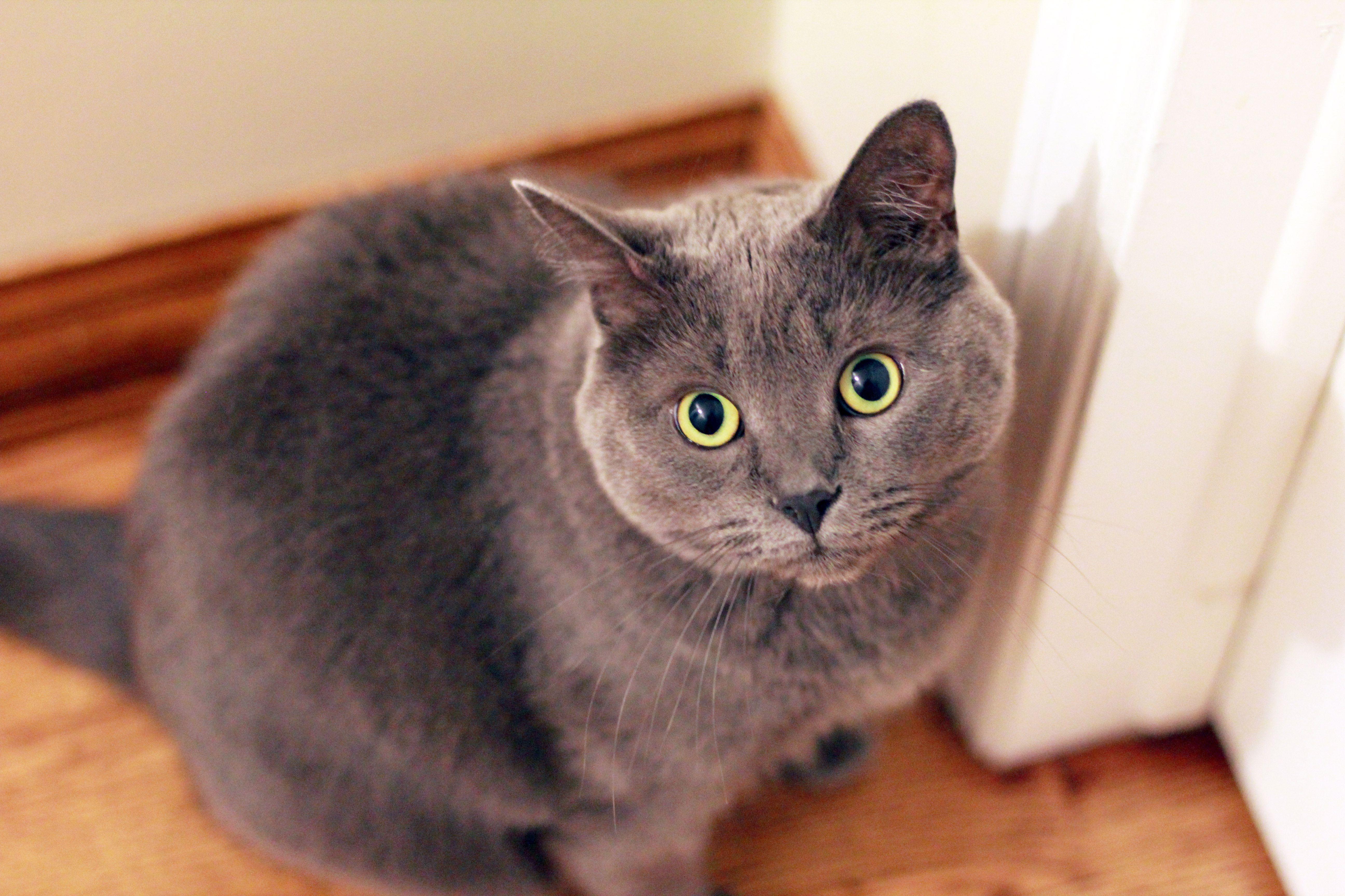 5184x3456 Cat Face Laptop Full HD 1080P HD 4k Wallpaper, Image, Background, Photo and Picture