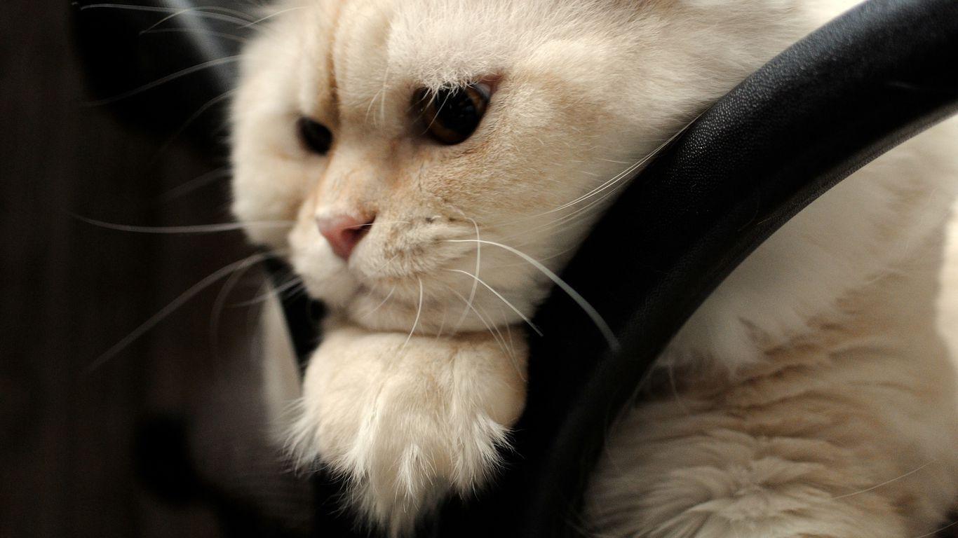 1366x768 Download wallpaper 1366x768 scottish fold, cat, face, fat tablet, laptop HD background