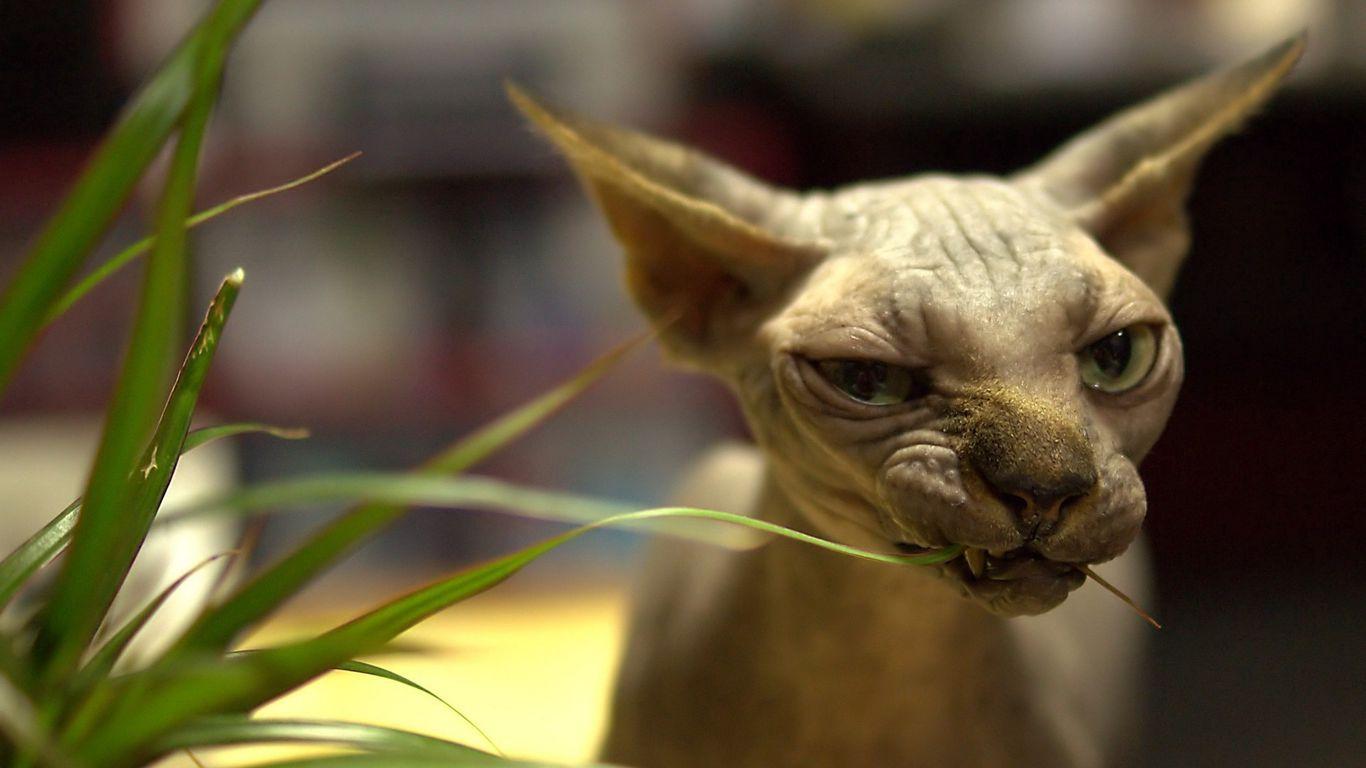 1366x768 Download wallpaper 1366x768 sphynx, cat, face, wrinkles tablet, laptop HD background