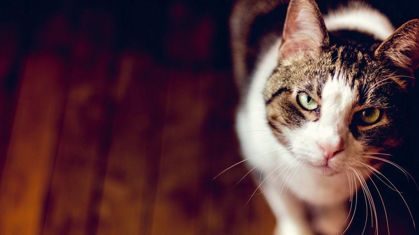 1366x768 Wallpaper sight grass cat face blur. Cat face, Face blur, Cats