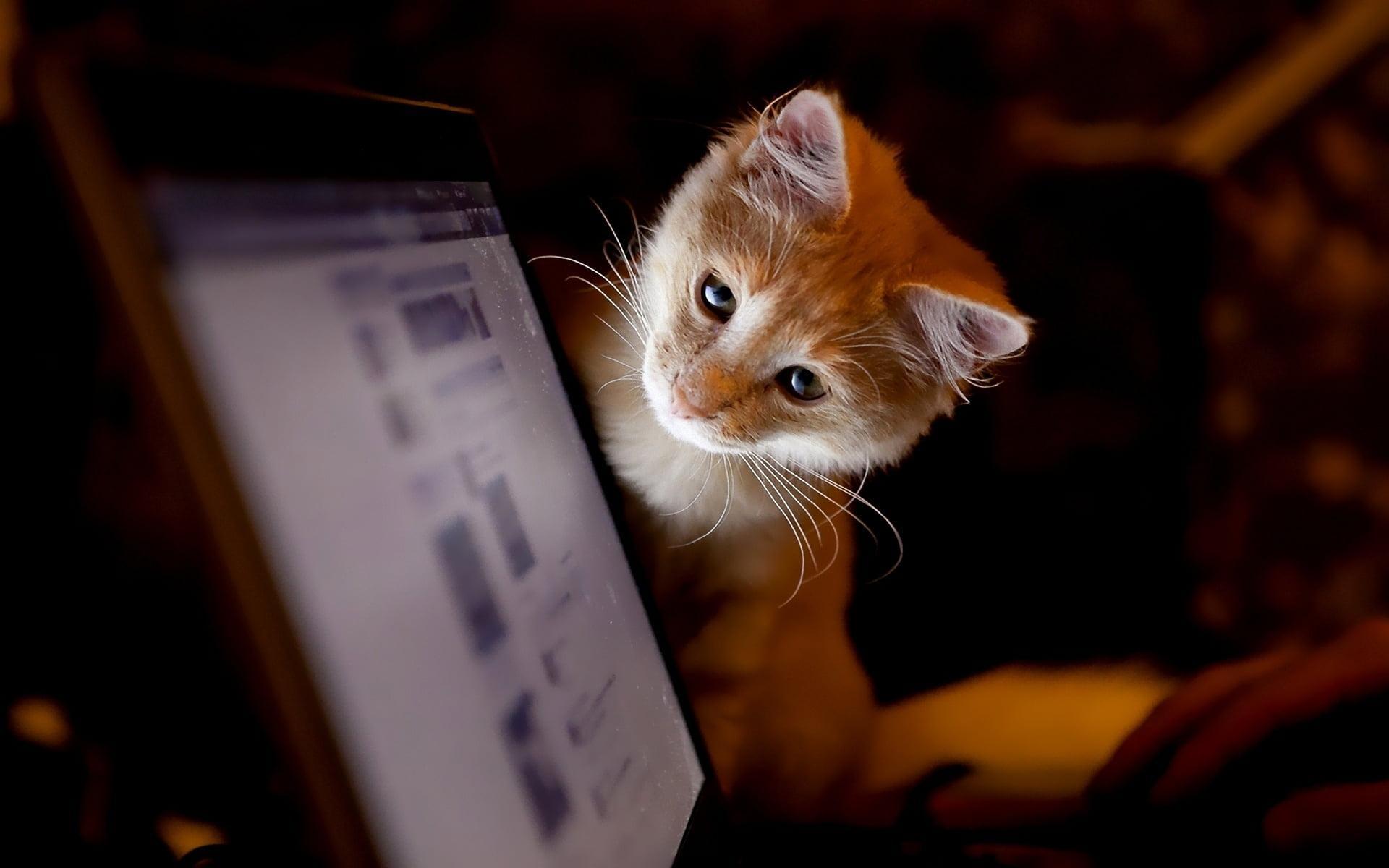 1920x1200 Orange Cat Laptop Wallpaper