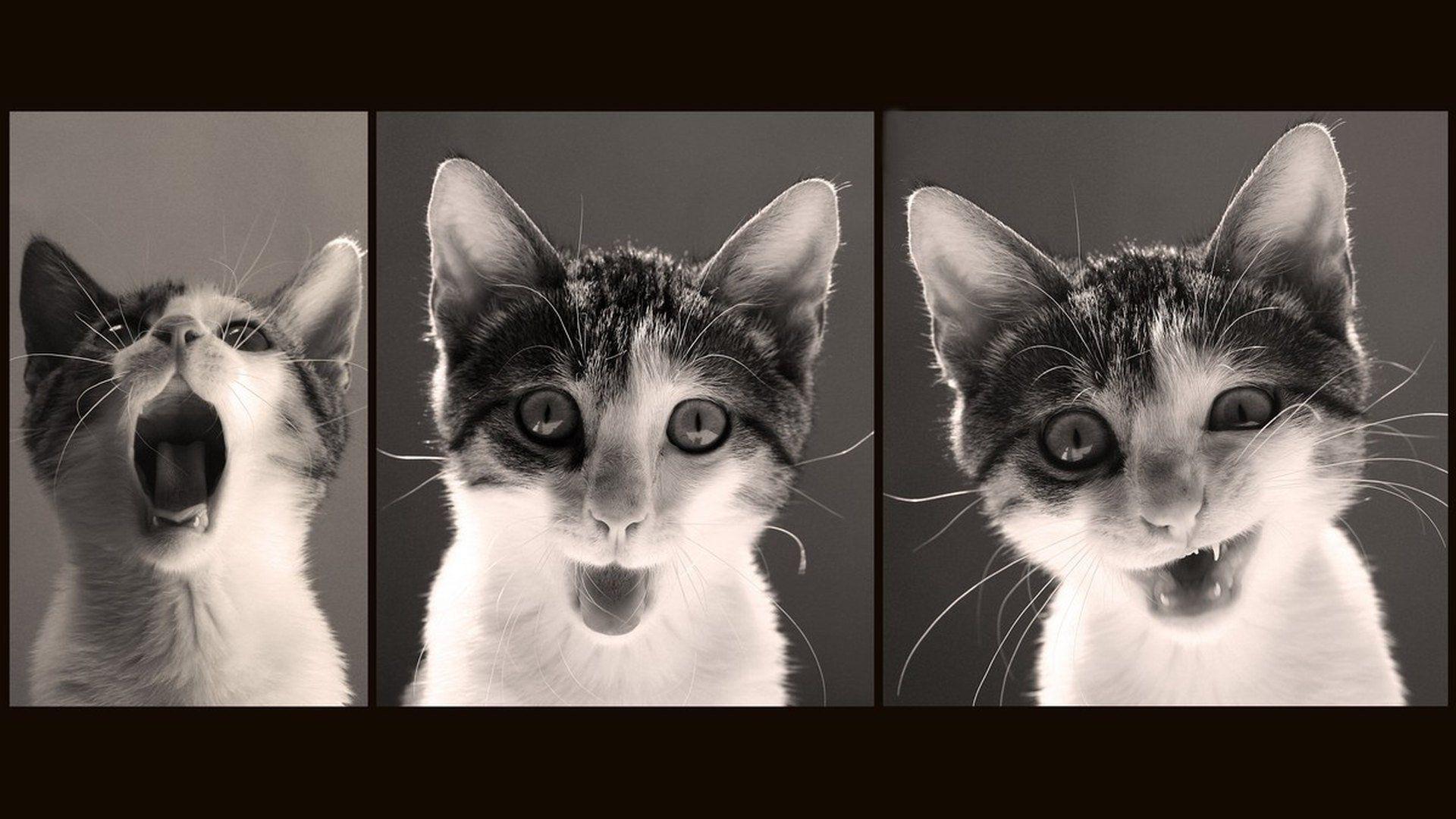 1920x1080 Cat meme quote funny humor grumpy (104) wallpaperx1080