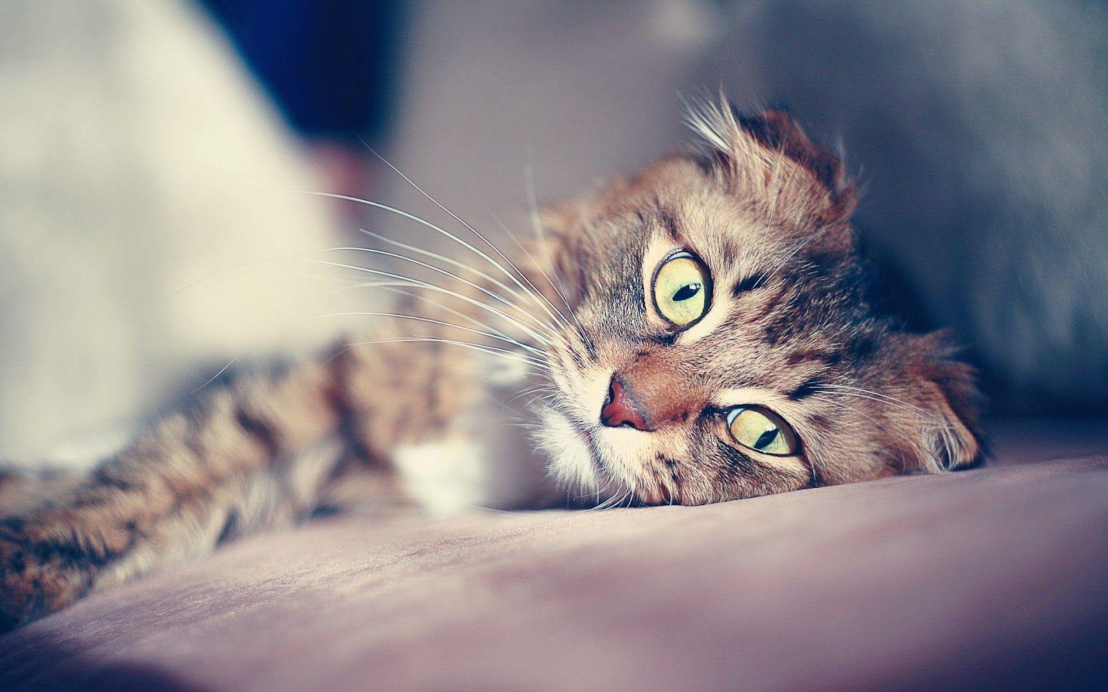 1600x1000 Sad Cat Face