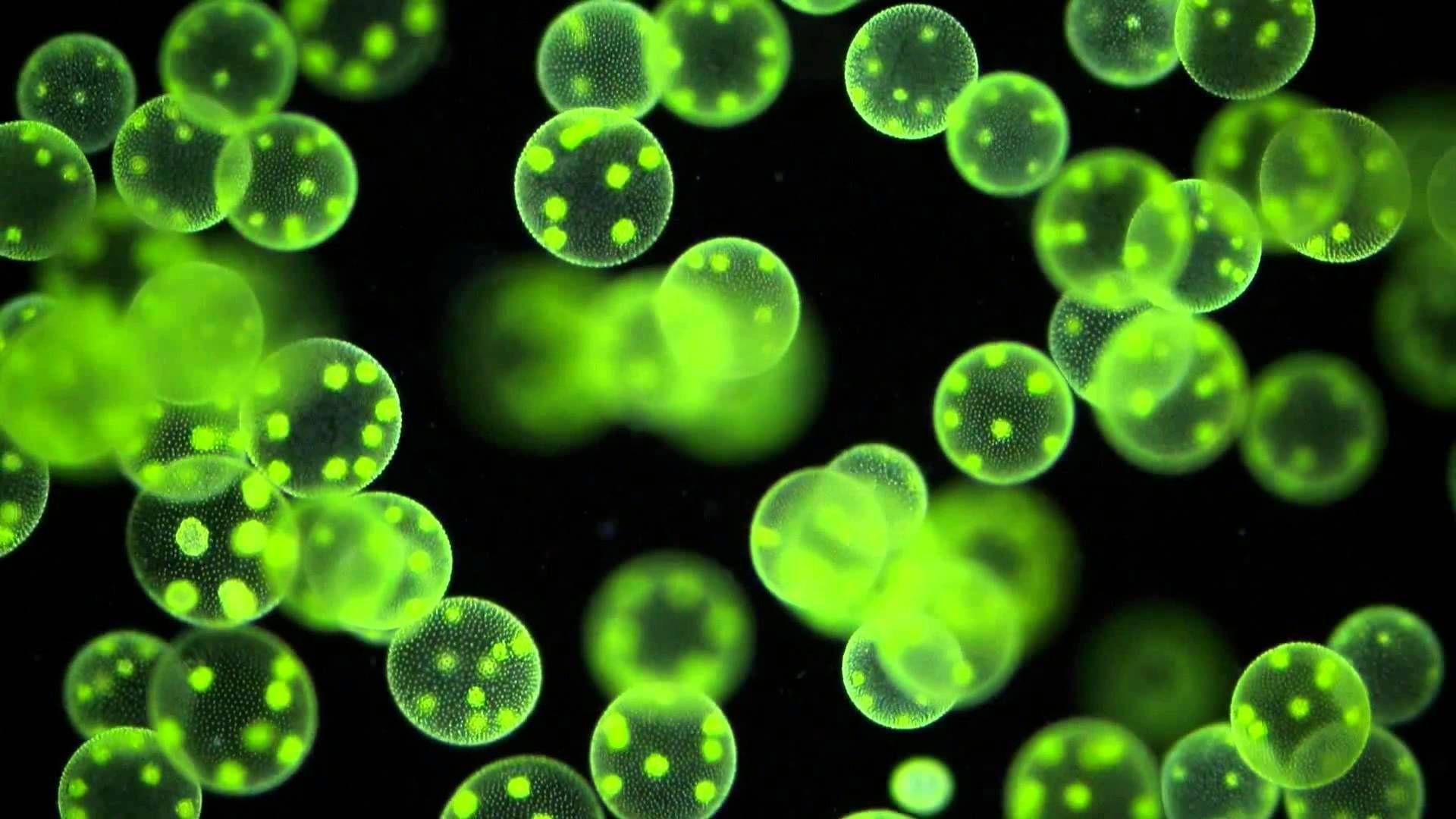 Почему бактерии вирусы одноклеточные водоросли. Фитопланктон вольвокс. Хлорелла и вольвокс. Хлорелла фитопланктон. Вольвокс водоросль.