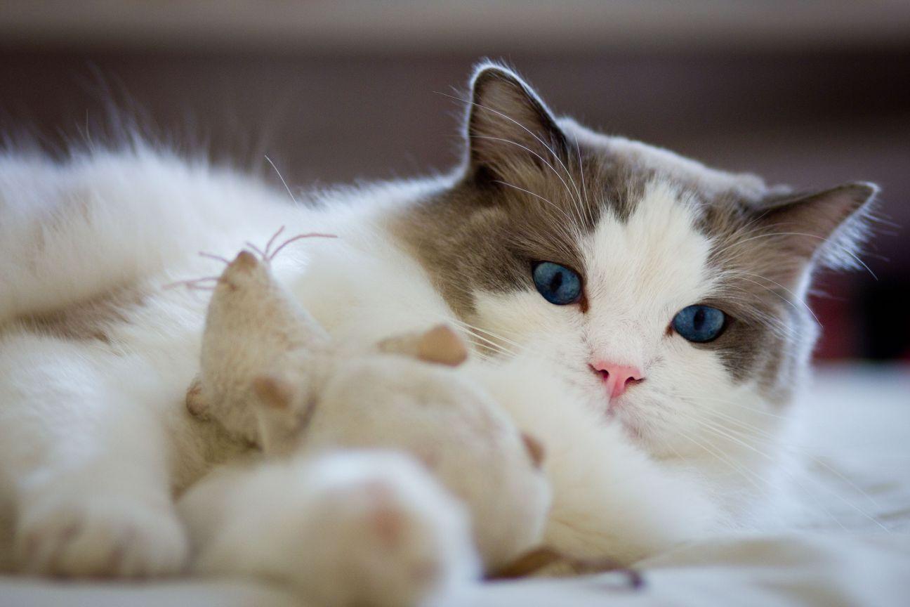 1296x864 Free download Cats HD Wallpaper Ragdoll Cats Desktop Image Cool Wallpaper [1296x864] for your Desktop, Mobile & Tablet. Explore Ragdoll Wallpaper. Ragdoll Wallpaper