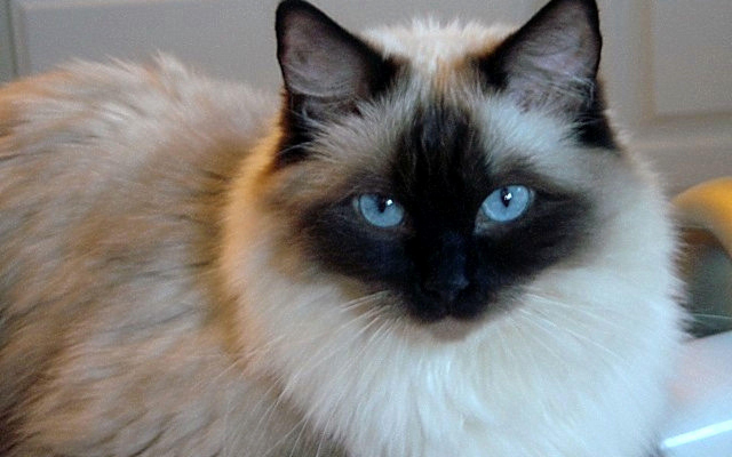 Ragdoll Cat Wallpapers - Top Free Ragdoll Cat Backgrounds - WallpaperAccess