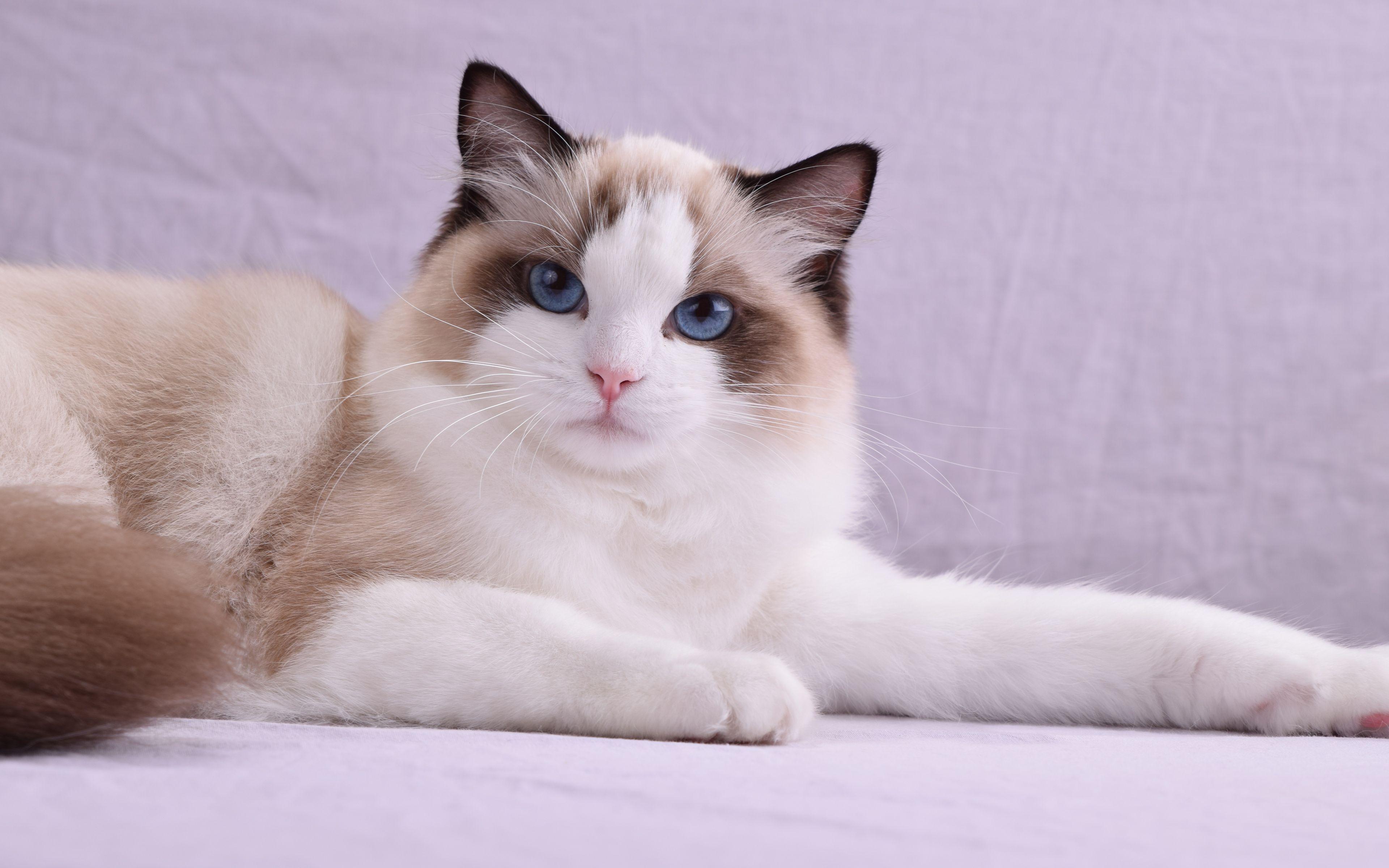 3840x2400 Download wallpaper 4k, Ragdoll Cat, pets, blue eyes, cute animals, cats, Ragdoll for desktop with resolution 3840x2400. High Quality HD picture wallpaper