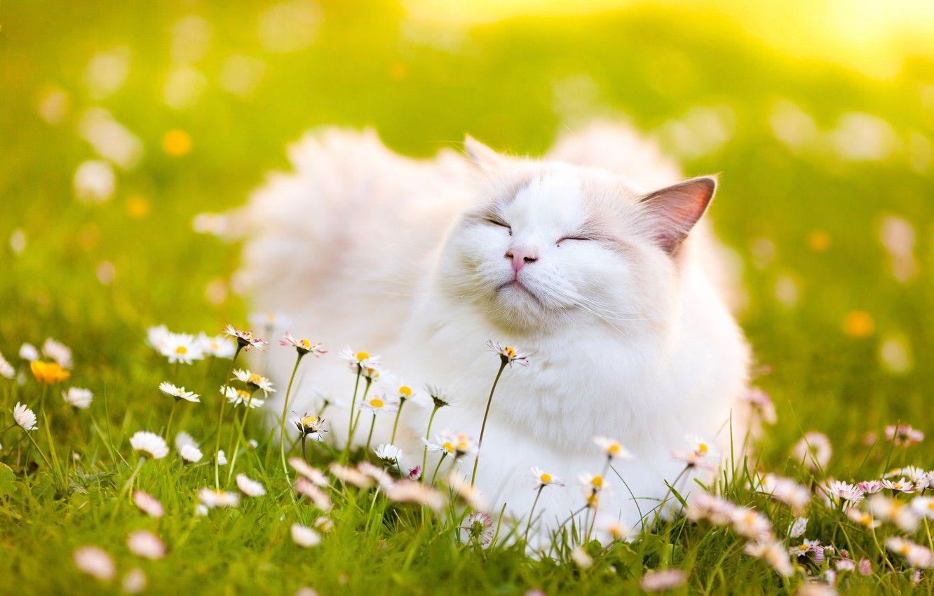 1332x850 Wallpaper cat, flowers, Daisy, bliss, Ragdoll image for desktop, section кошки