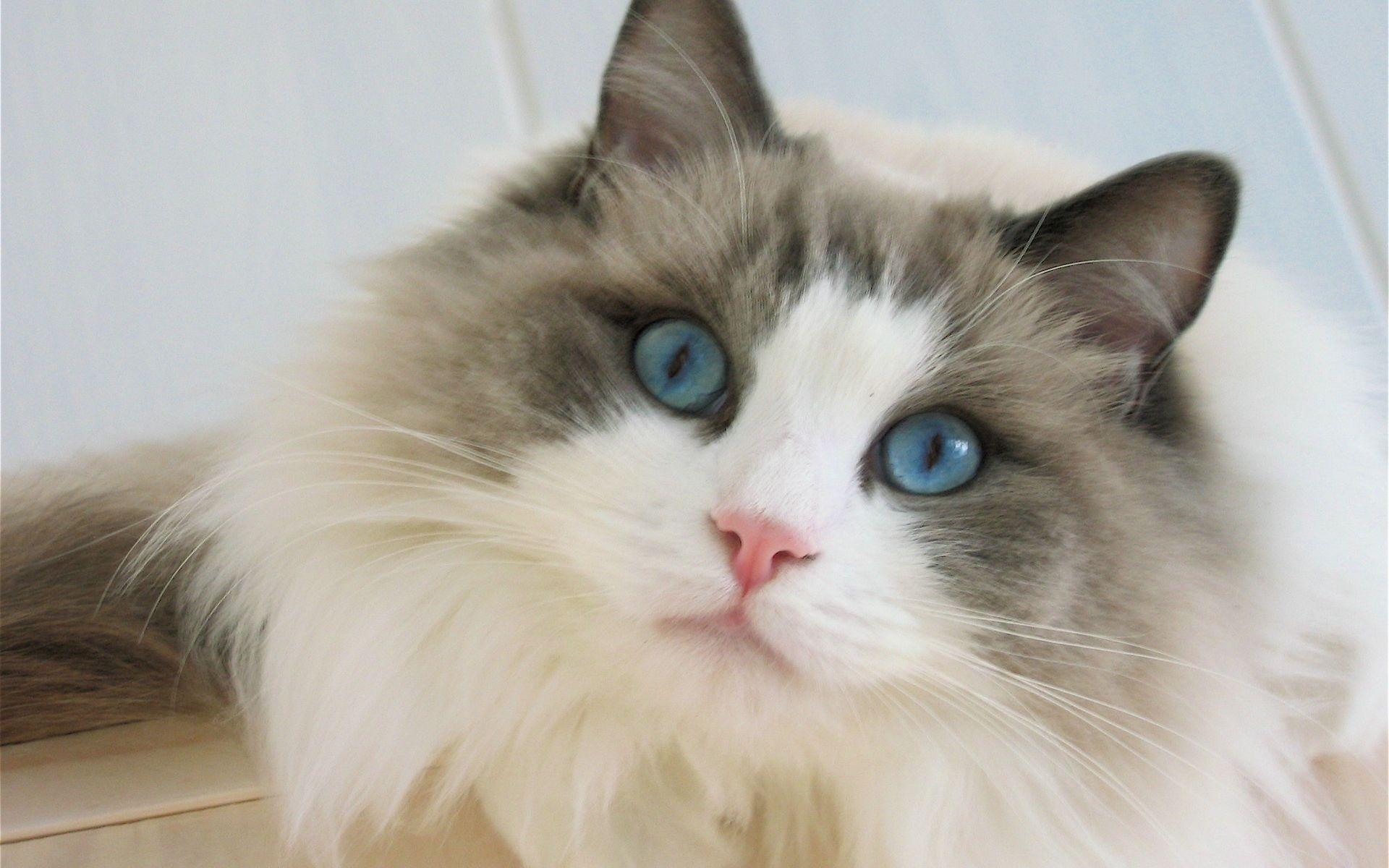 1920x1200 Blue Eyes Ragdoll Cat HD Wallpaper