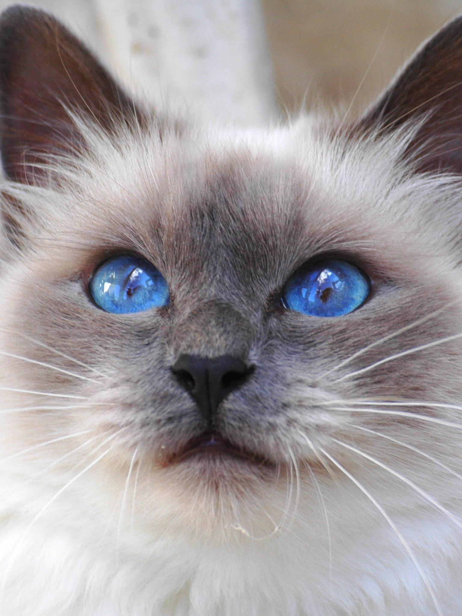 Ragdoll Cat Wallpapers - Top Free Ragdoll Cat Backgrounds - WallpaperAccess