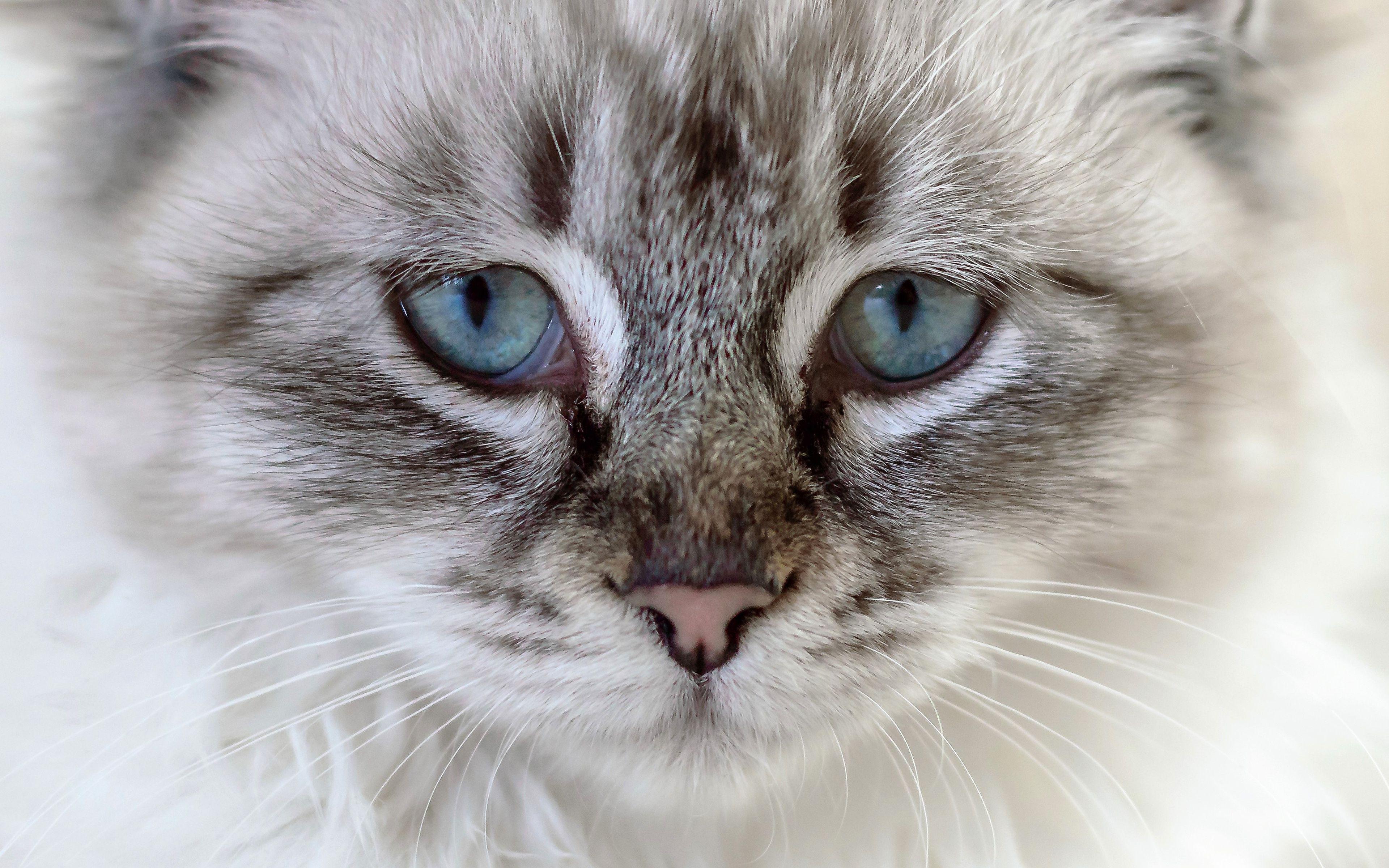 Ragdoll Cat Desktop Wallpaper