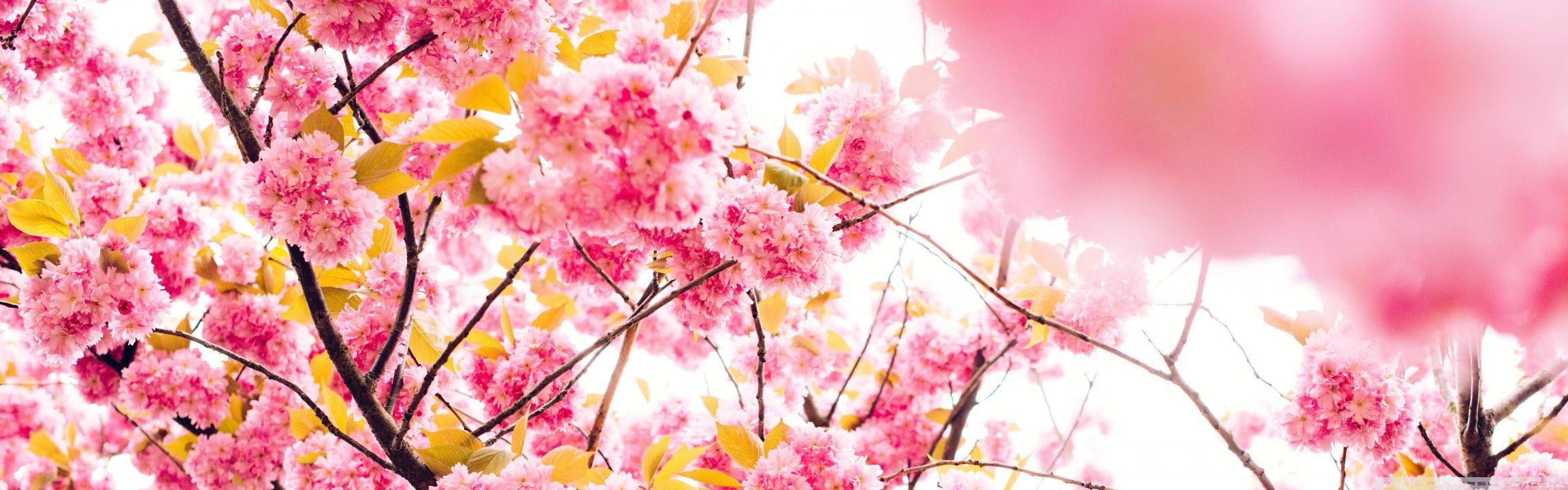 2304x720 Japanese Cherry Blossom Tree ❤ 4K HD Desktop Wallpaper for 4K Ultra
