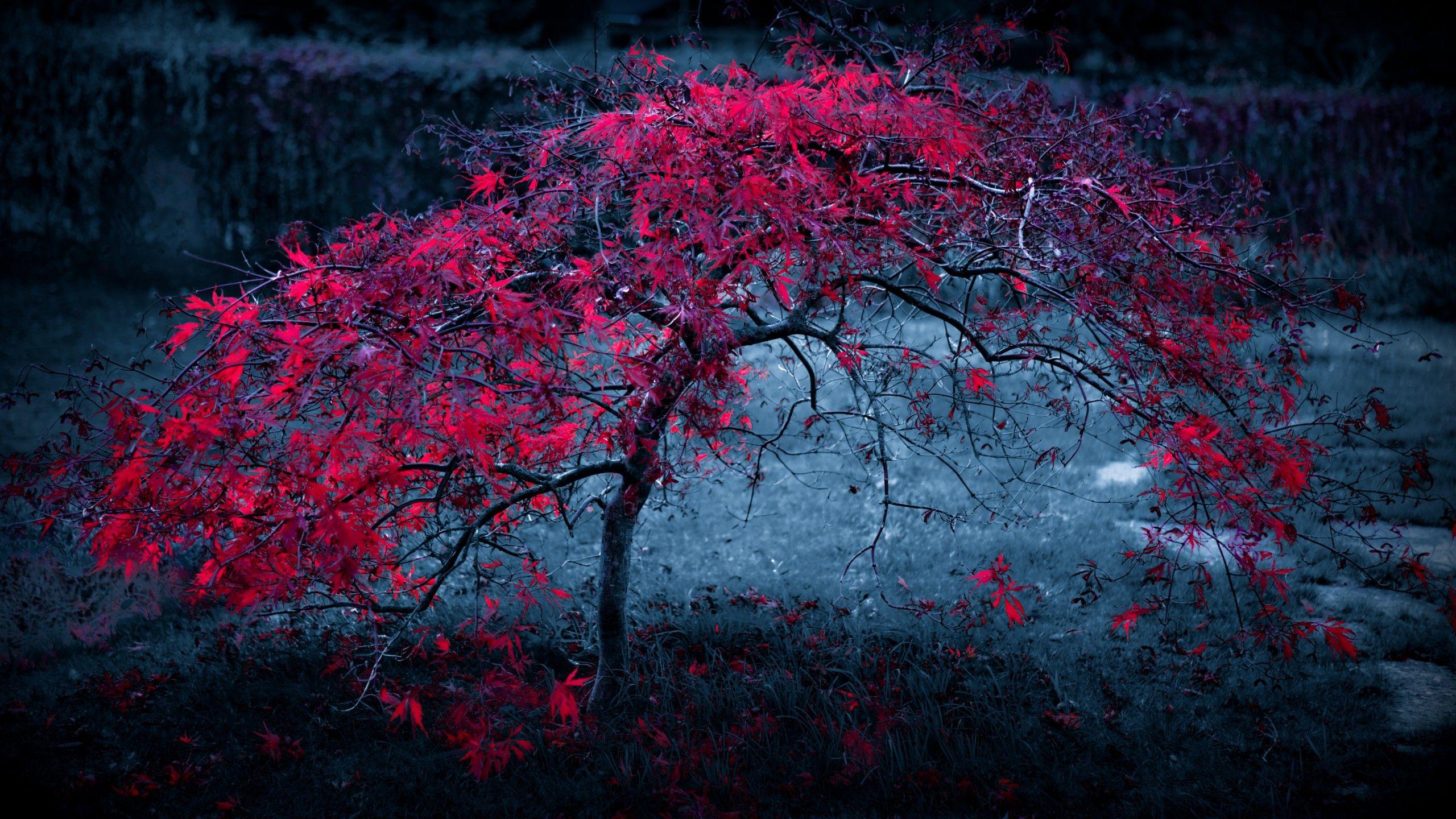 2560x1440 Wallpaper three, 4k, 5k wallpaper, violet, leaves, Nature
