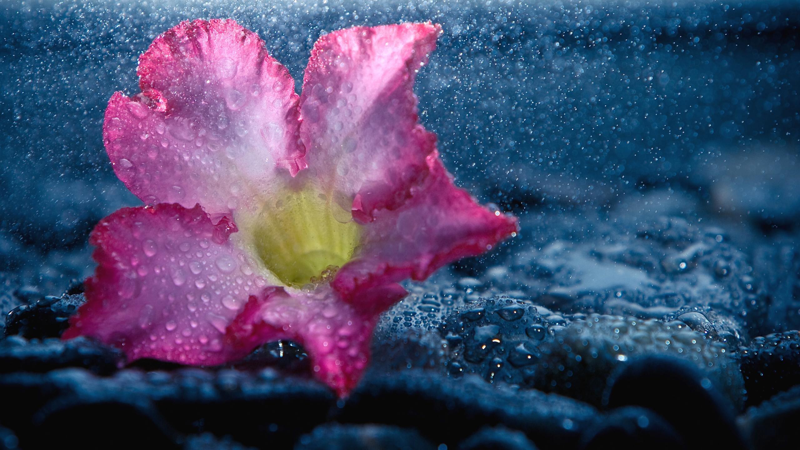 2560x1440 Rain wallpaper 2560x1440 desktop background