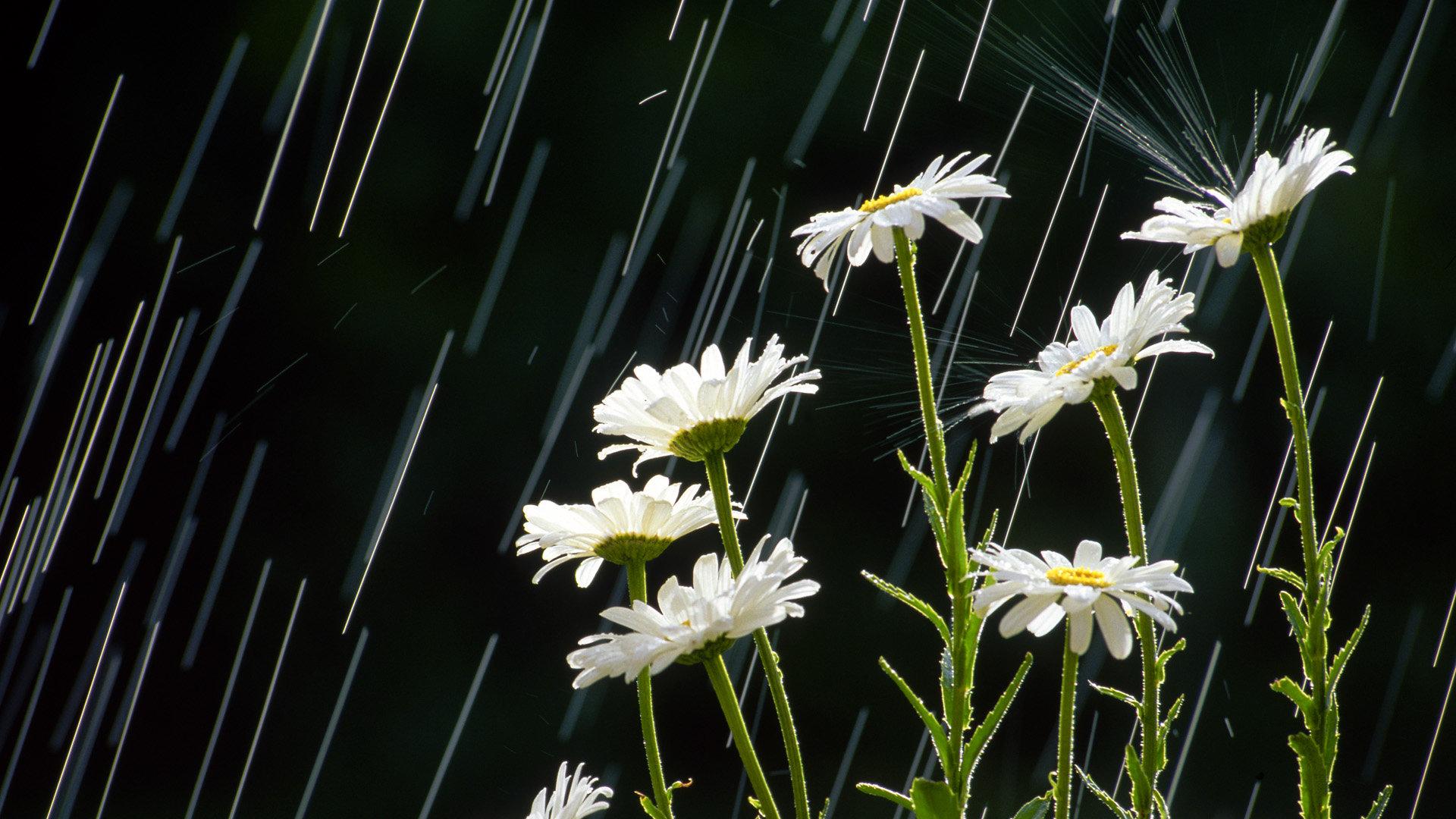 1920x1080 Rain wallpaper 1920x1080 Full HD (1080p) desktop background