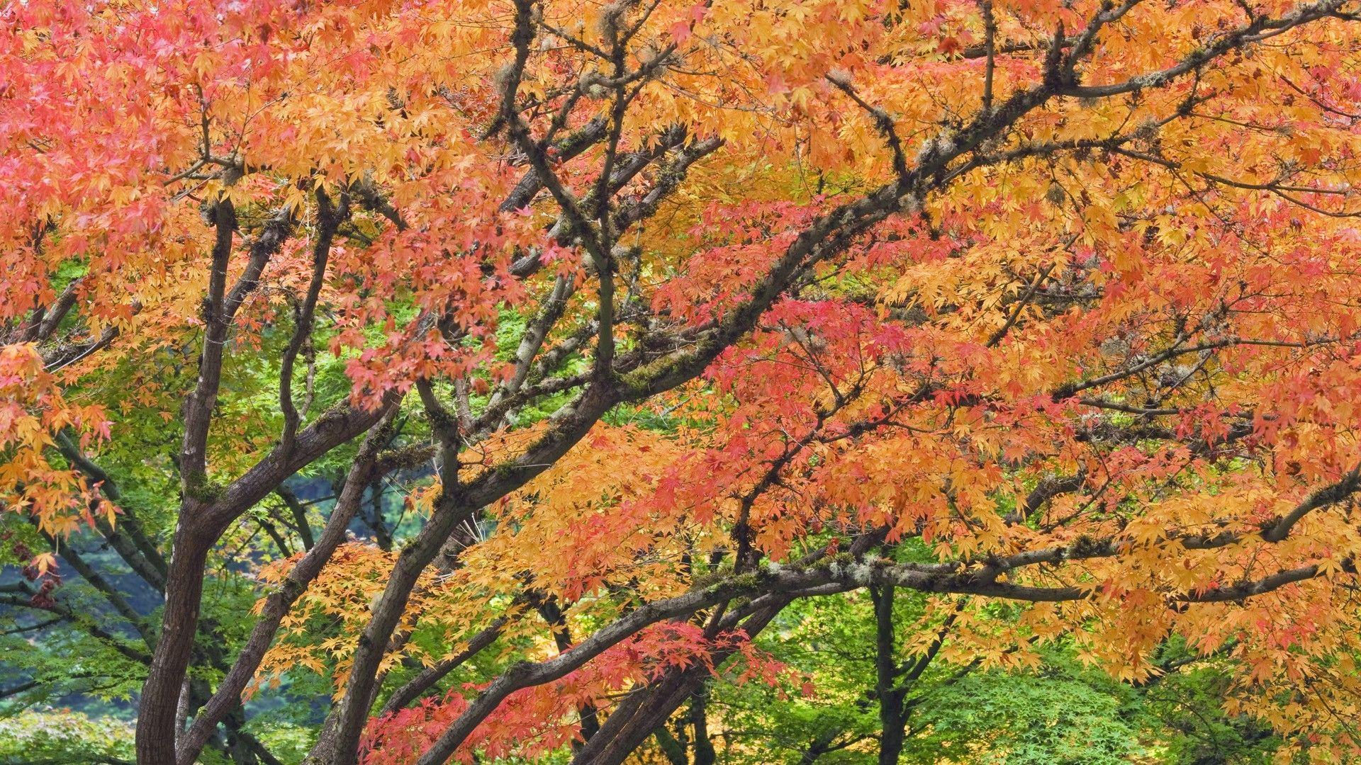 1920x1080 japanese, lovely, autumn, peace, dual screen, mac wallpaper, garden