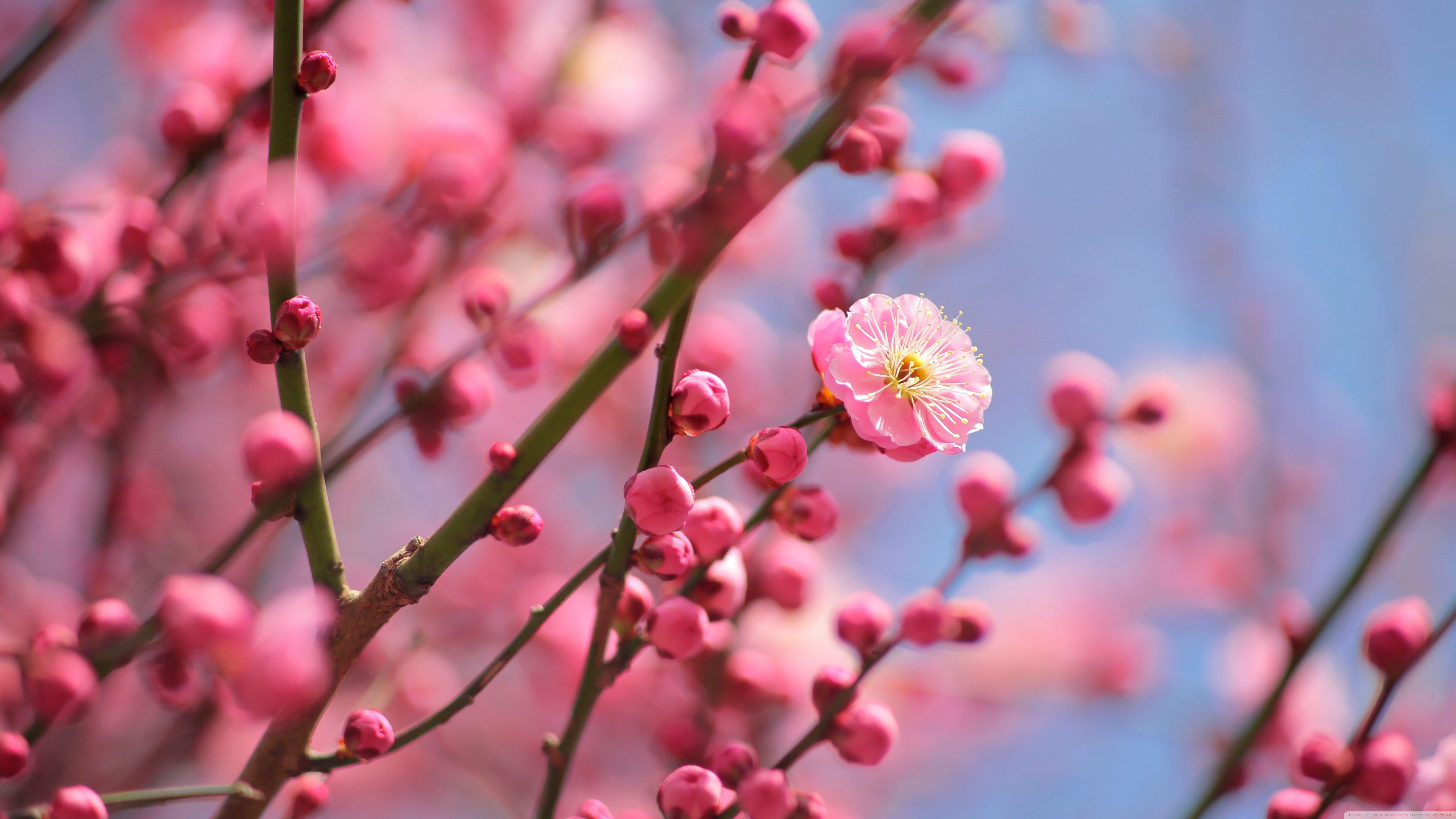 5120x2880 Plum Flowers Wallpaper