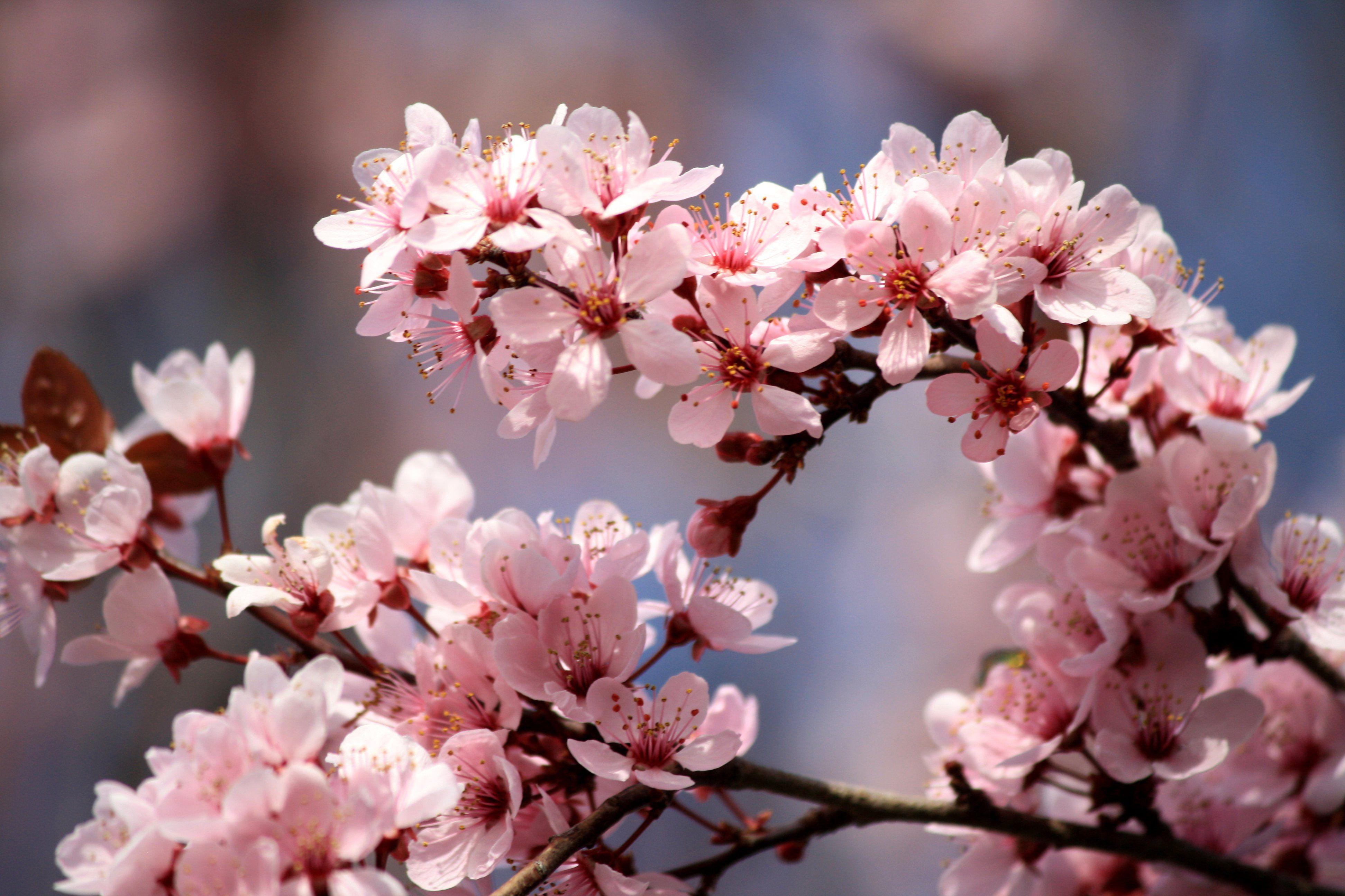 3888x2592 Pink Plum