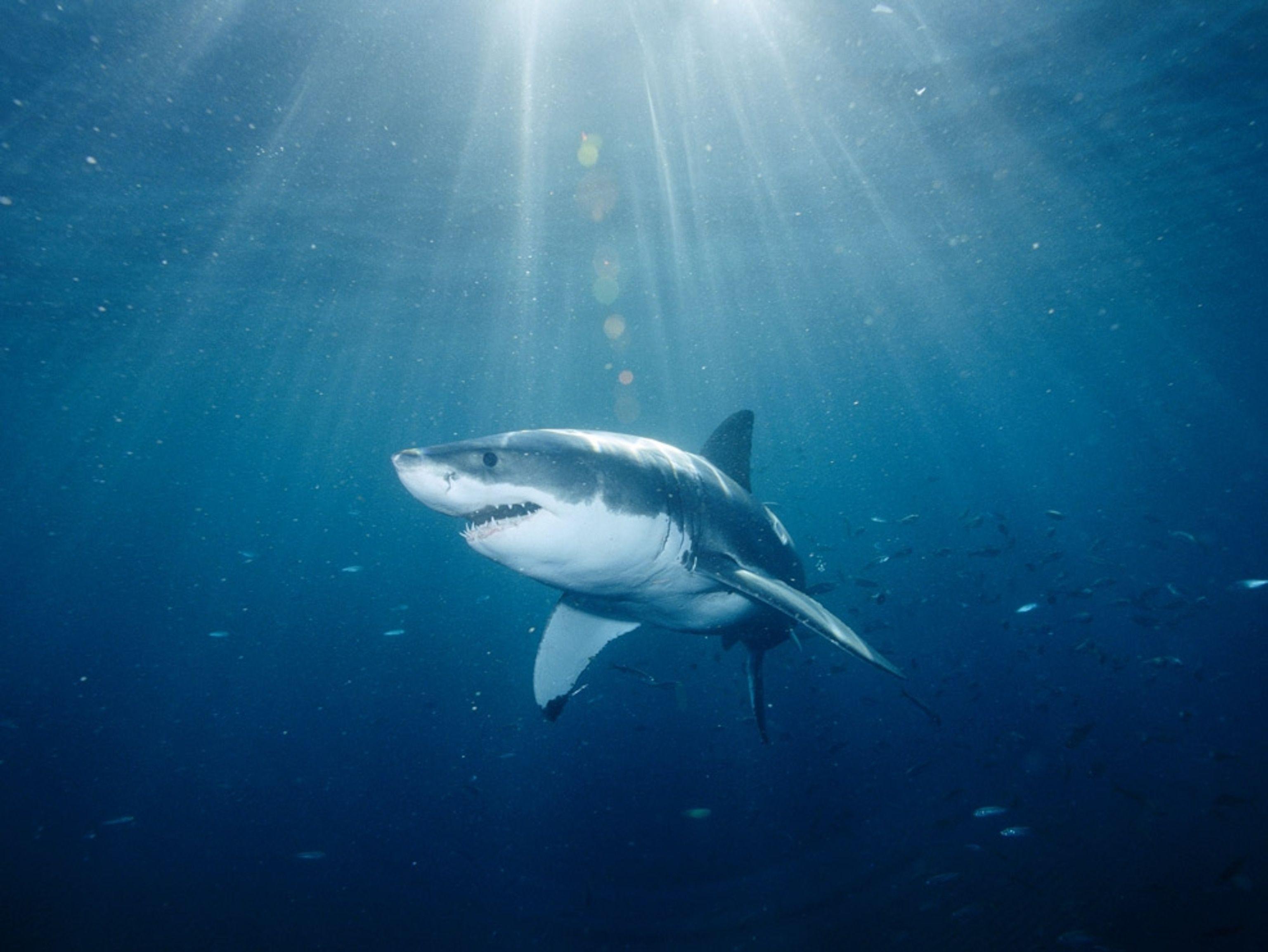 3072x2306 Shark Picture Wallpaper