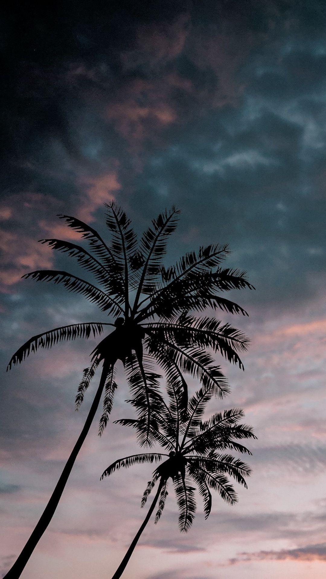 1080x1920 Dark Palm Tree Wallpaper