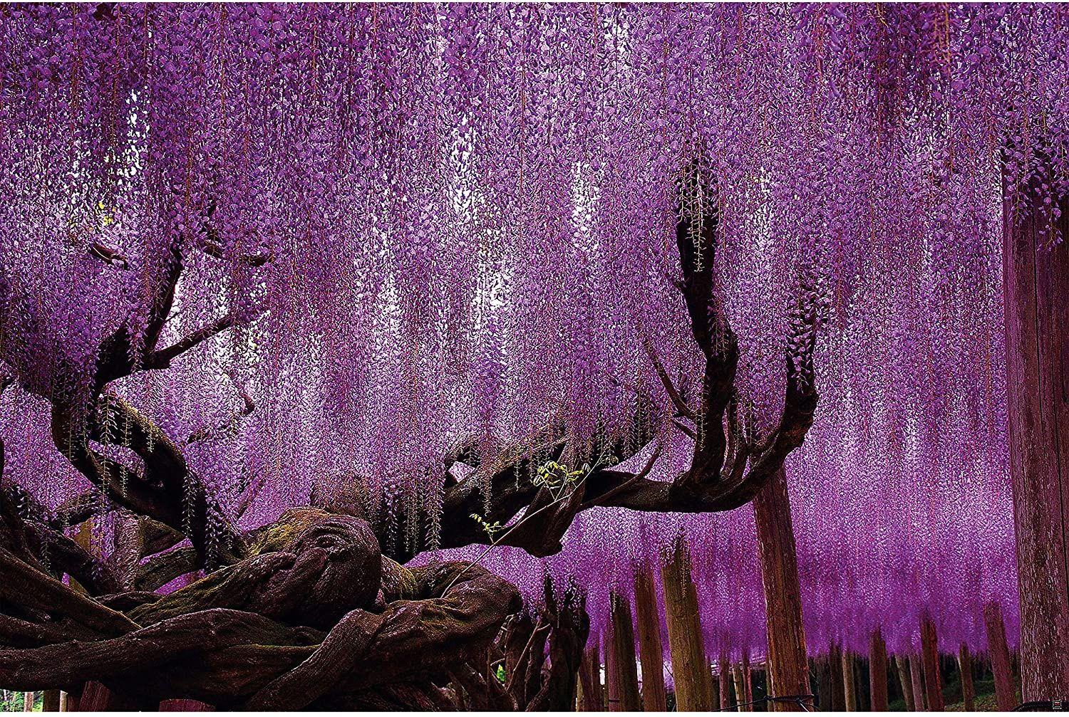 1500x1007 Photo Wallpaper