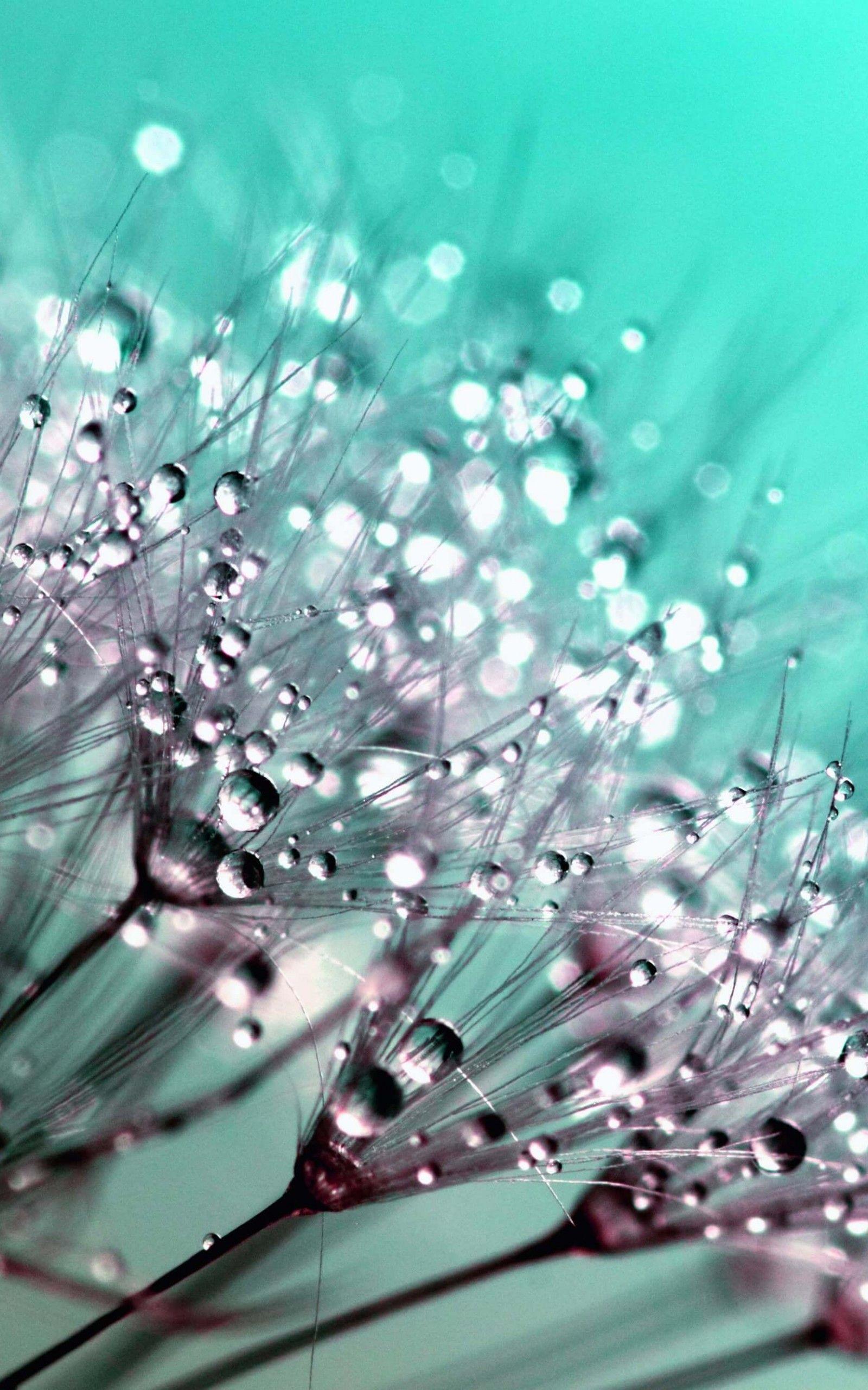 1600x2560 Hd Wallpaper Dew Drops HD Wallpaper