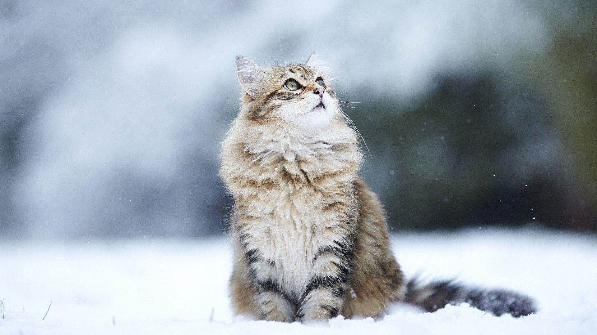 1920x1080 Cute Winter Cats Wallpaper