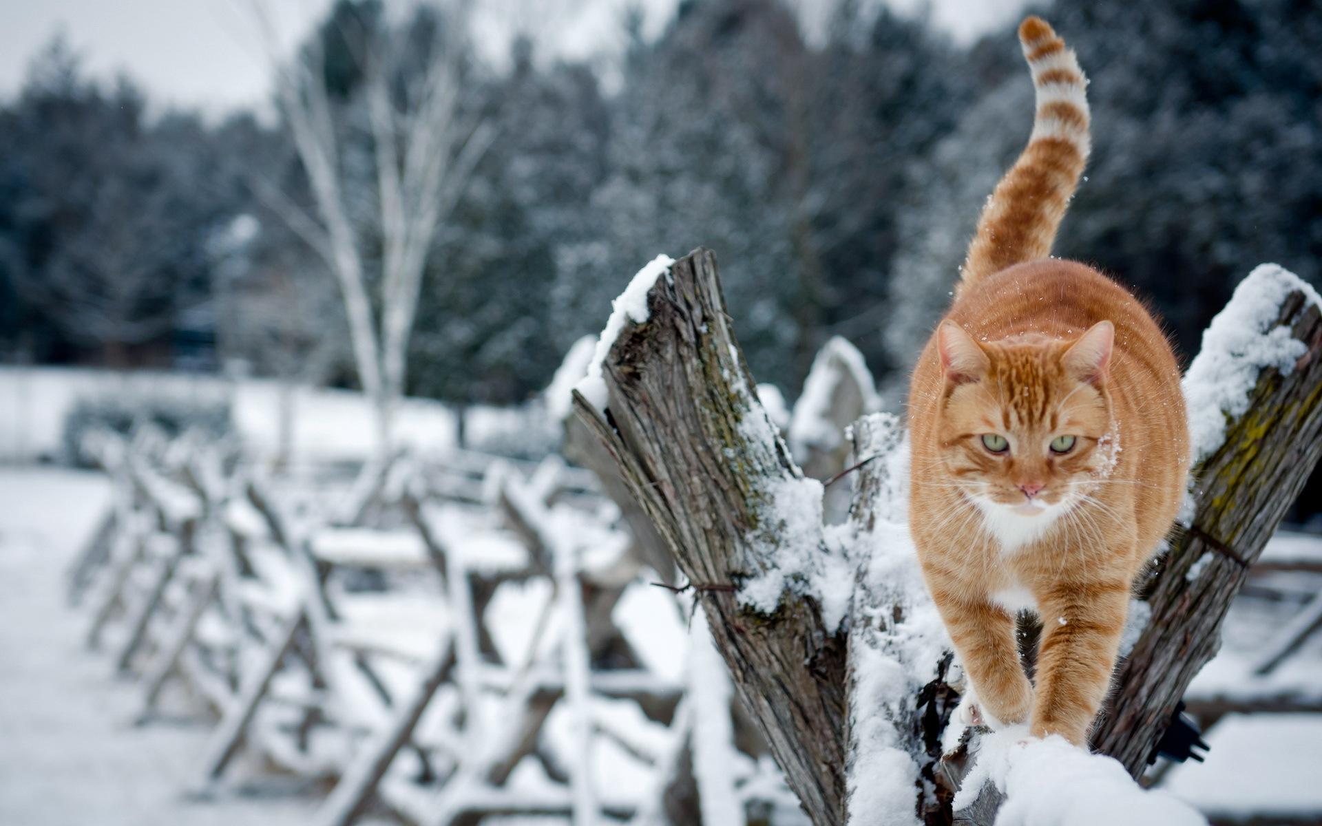 1920x1200 Cat Wallpaper Winter