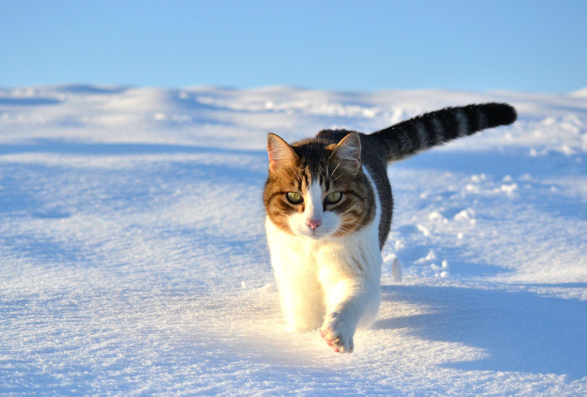 1920x1300 Winter Cat Wallpaper